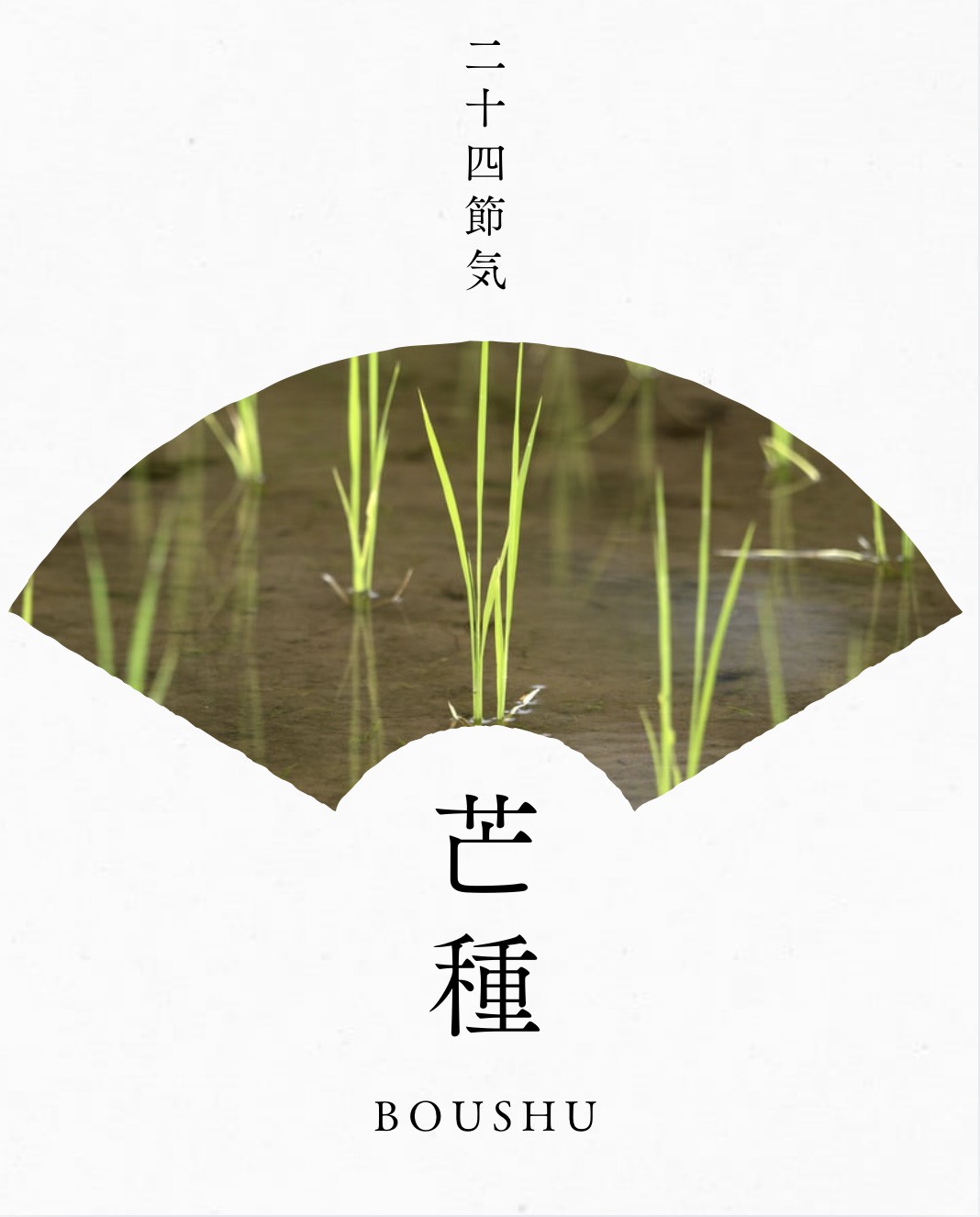 芒種 二十四節季 ~牛尾先生コラム~