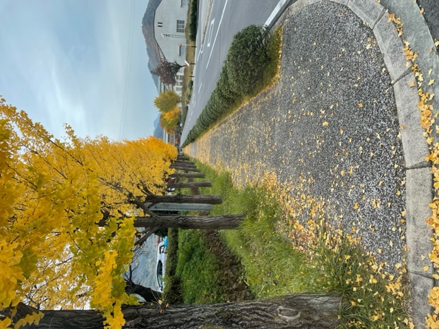 ◆初冬を迎え行く秋、銀杏並木の紅葉の見納め