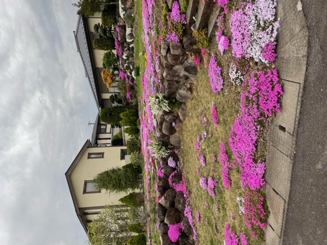 ◆愛犬小太郎と近所を散歩、芝サクラが見事に植栽された庭