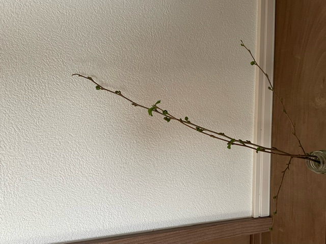 ◆剪定した庭木の枝先を薪ストーブの部屋に置いてみました。