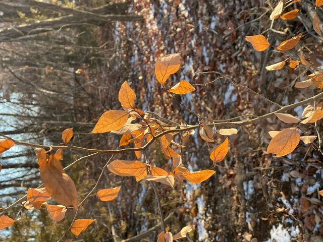◆落葉樹なのに冬でも落葉しない枯葉のままの木を知っていますか？