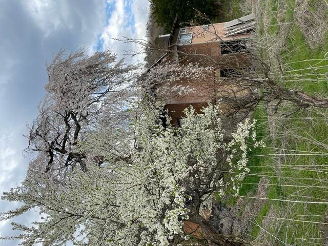 ◆枝垂れ桜と梅の花が同時期に咲き誇ってています。