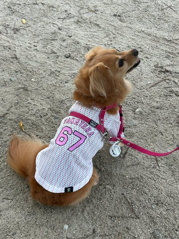 #5　虎党ワンちゃん大集合選手別「推し」のペットシャツ着用モデルをご紹介！