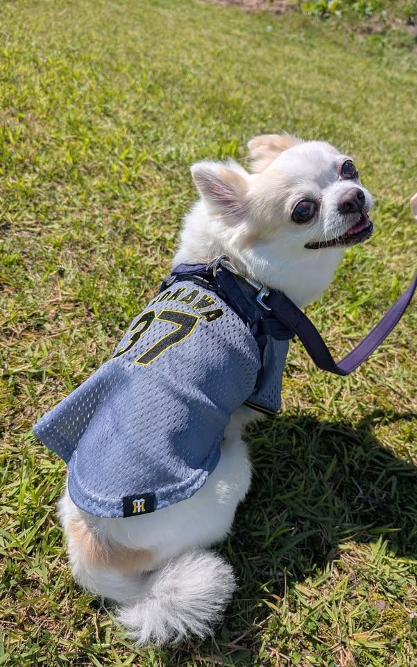 #6　虎党猫ちゃん（ワンちゃん）大集合選手別「推し」のペットシャツ着用モデルをご紹介！