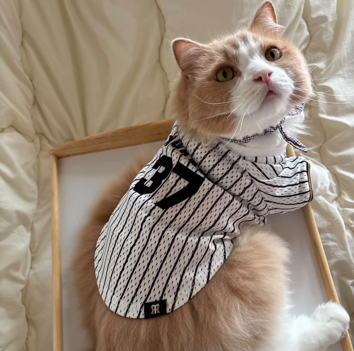 #2　虎党猫ちゃん大集合選手別「推し」のペットシャツ着用モデルをご紹介！