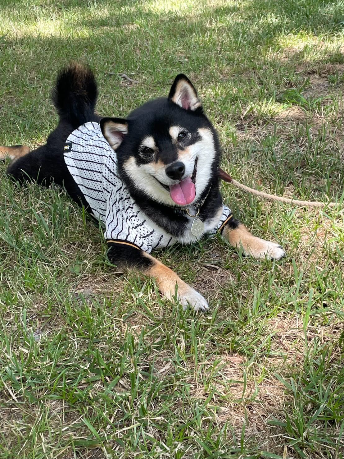 #4　虎党犬ちゃん大集合！選手別「推し」のペットシャツ着用モデルをご紹介！