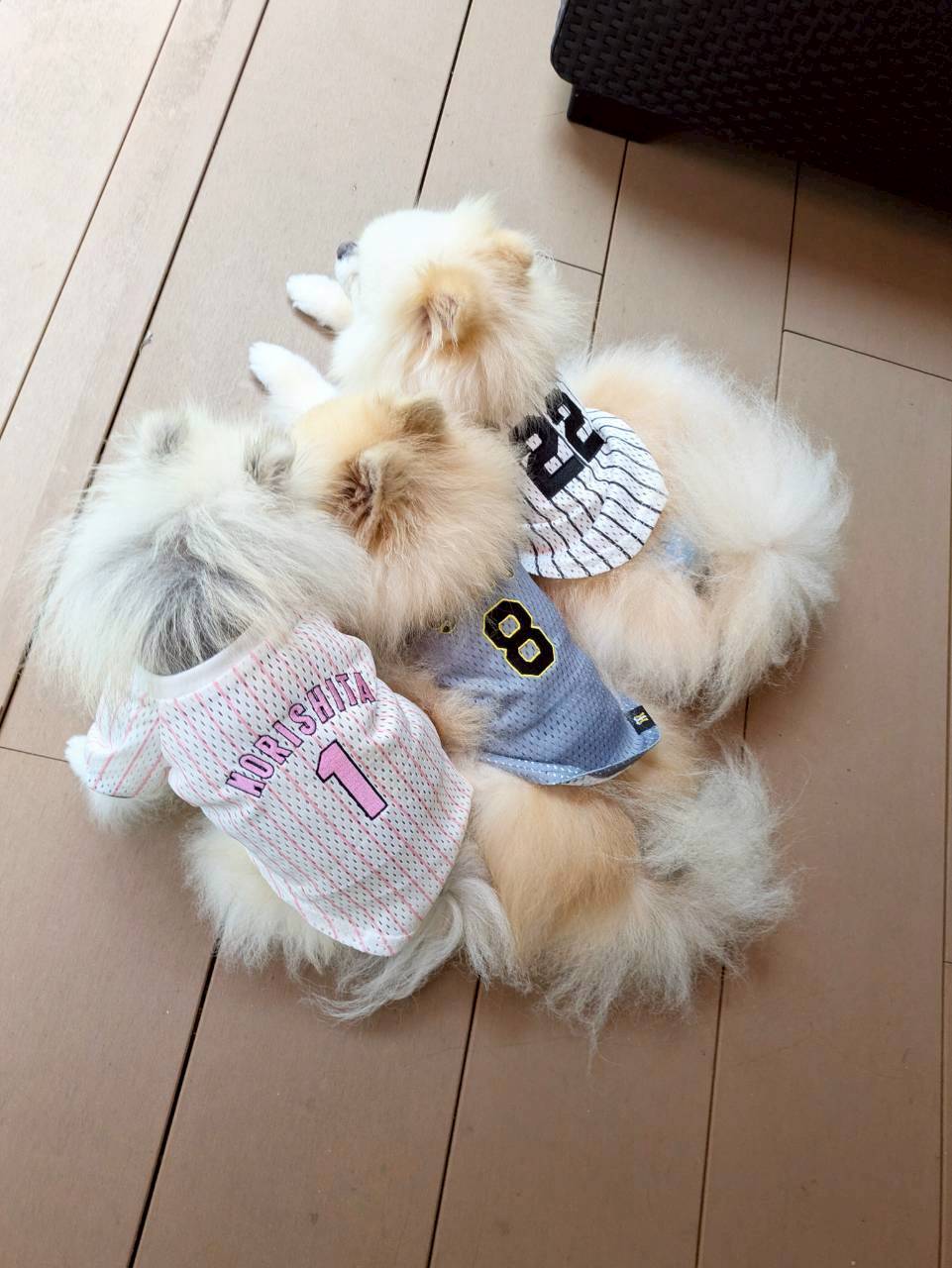 #3　虎党ワンちゃん大集合！選手別「推し」のペットシャツ着用モデルをご紹介！