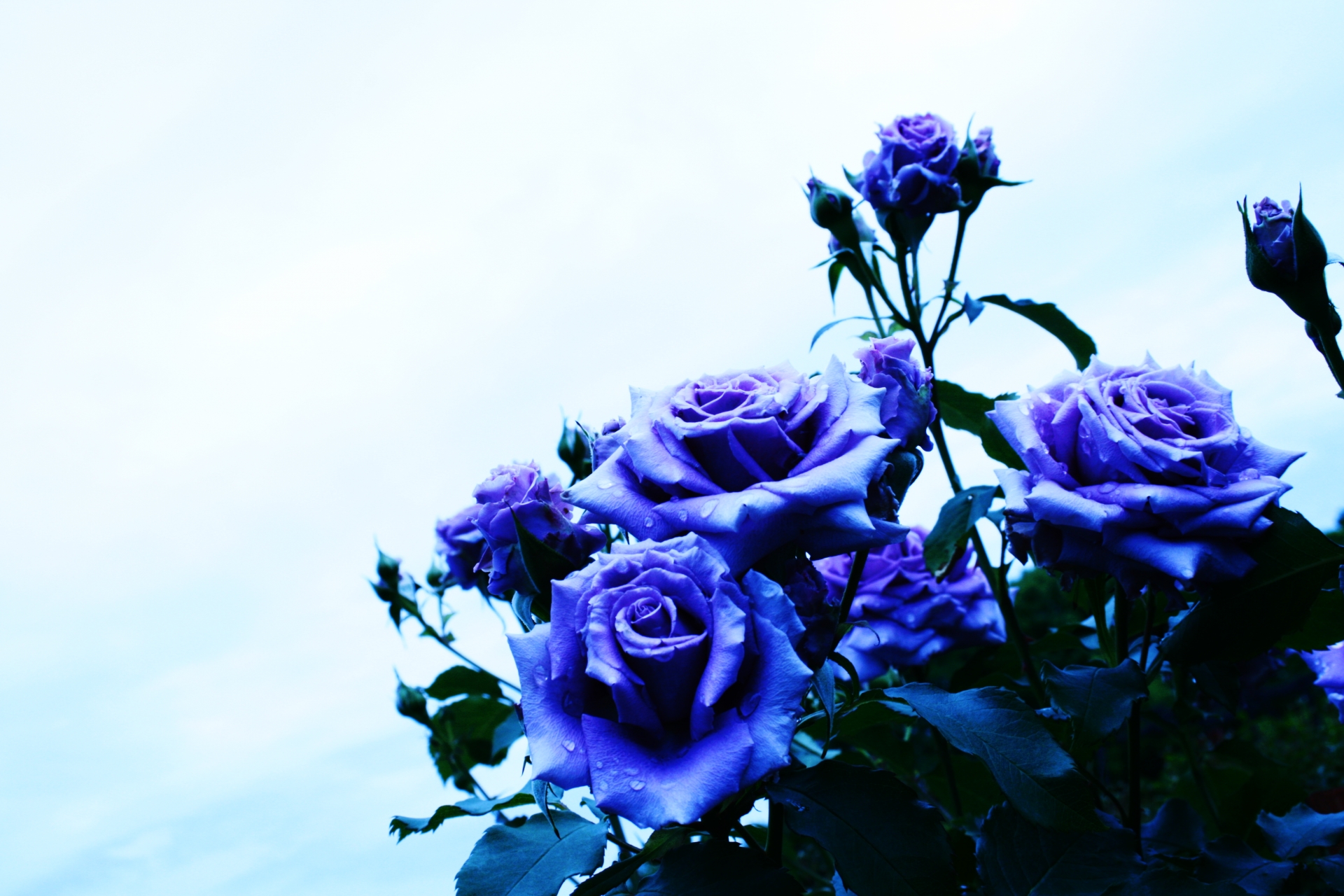 【Atelier  Kaninchen OPENに向けて⑤】各方面からお花を届けて頂けるらしく。