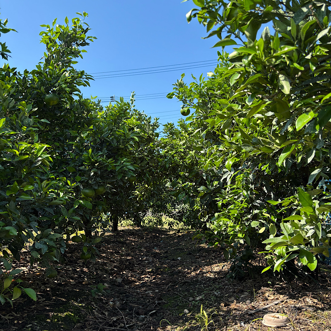 今年のkaida farm🍊🌈