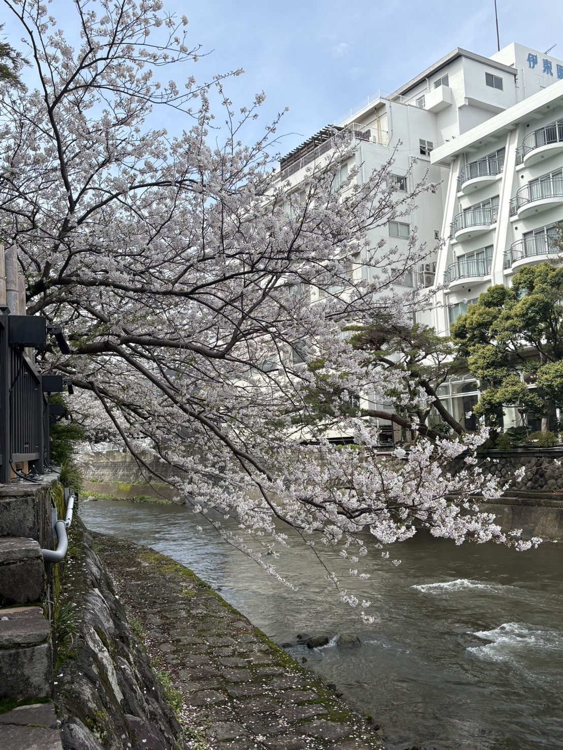 春めいてますね