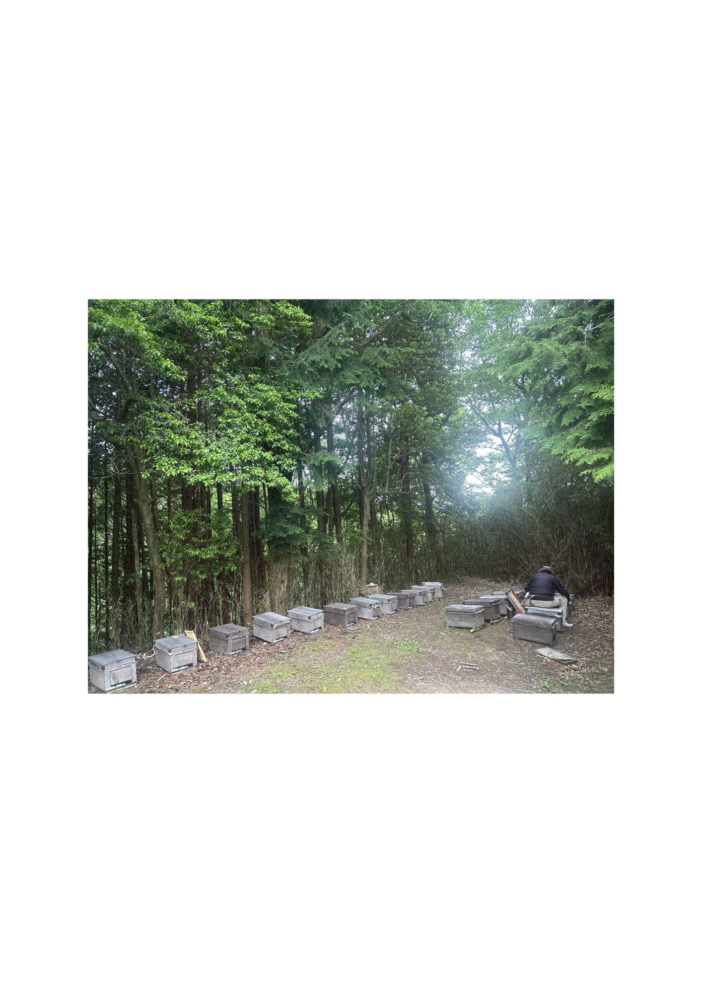 ある日のはちみつ屋さんの森の中の作業風景　