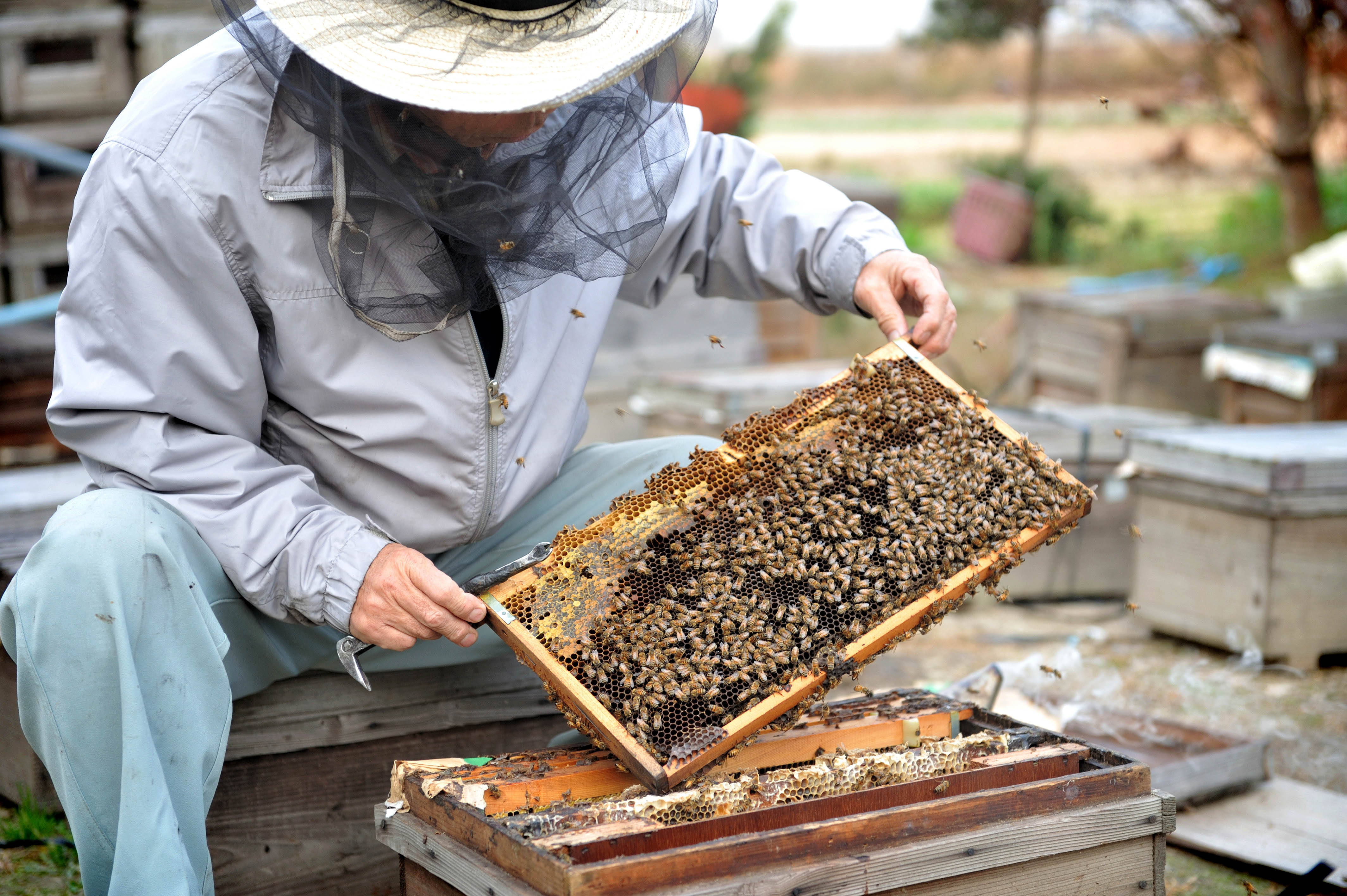 井上養蜂園のはちみつブログスタートします
