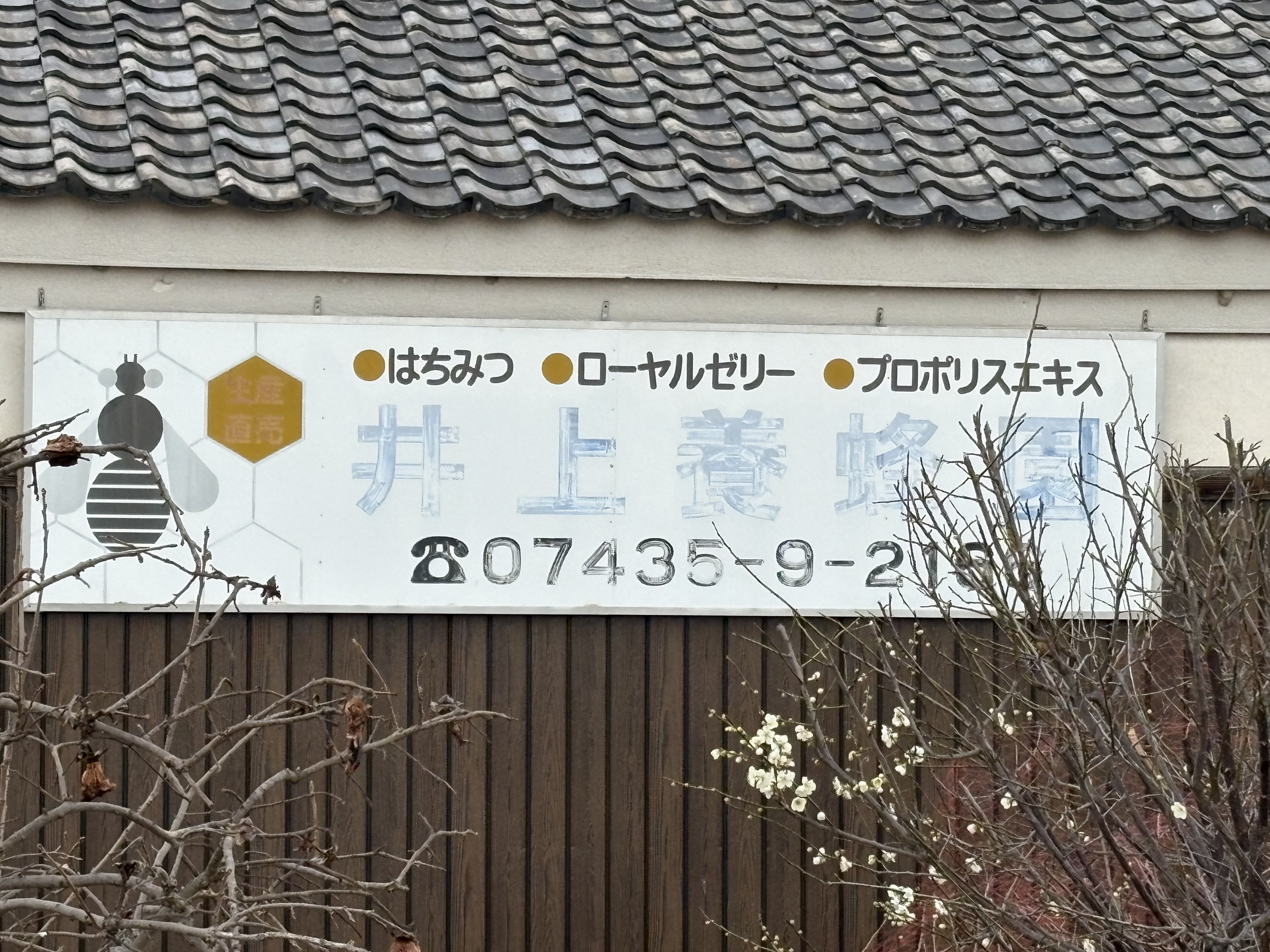 紅白の梅の花も咲いてきました