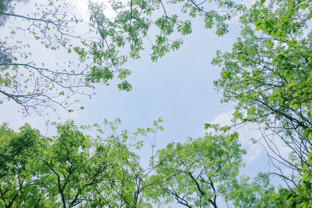 【ご挨拶】7月スタート!今月の養蜂園