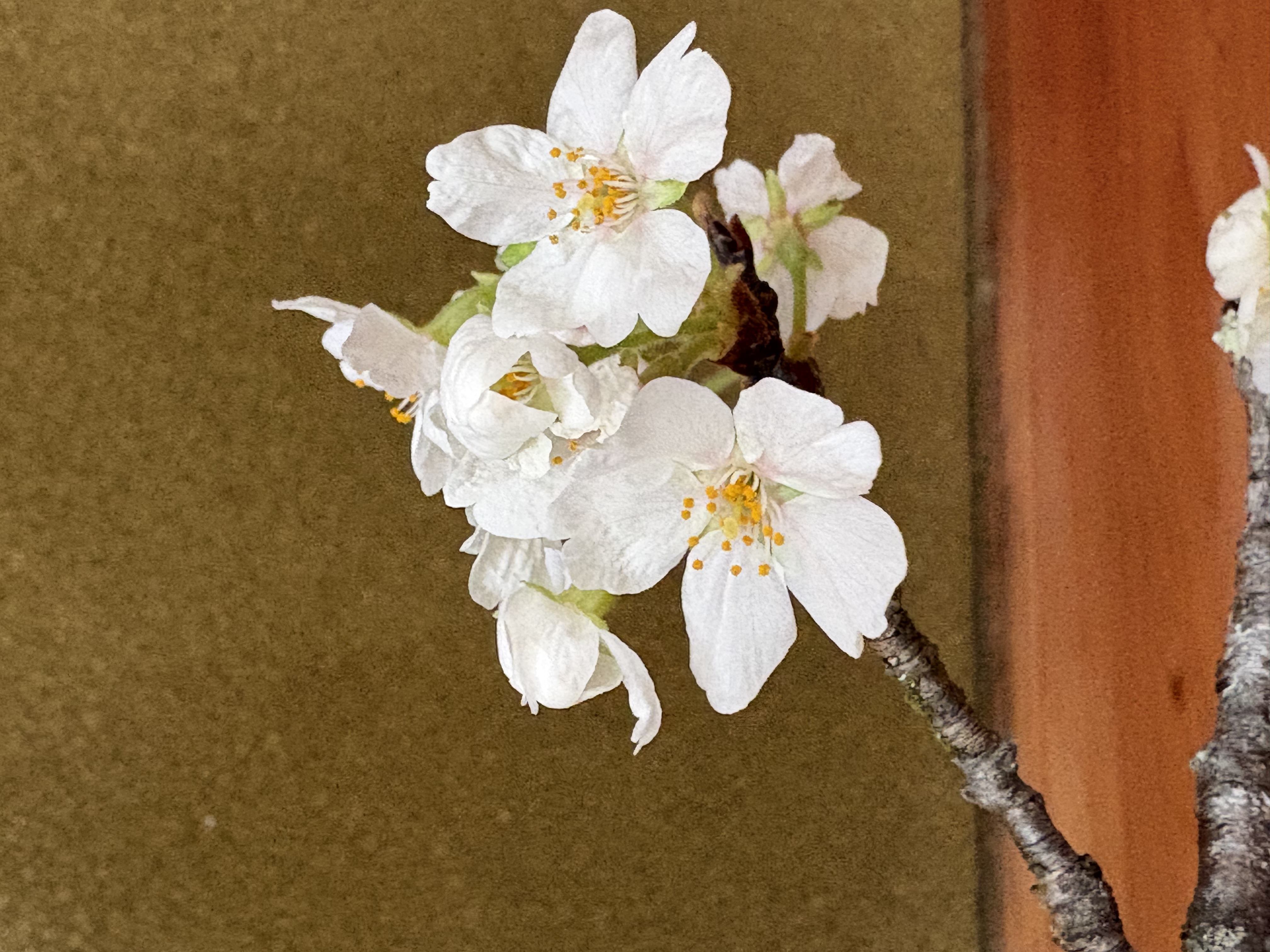 ひな祭りのデザートに。砂糖の代わりにはちみつでヘルシーに