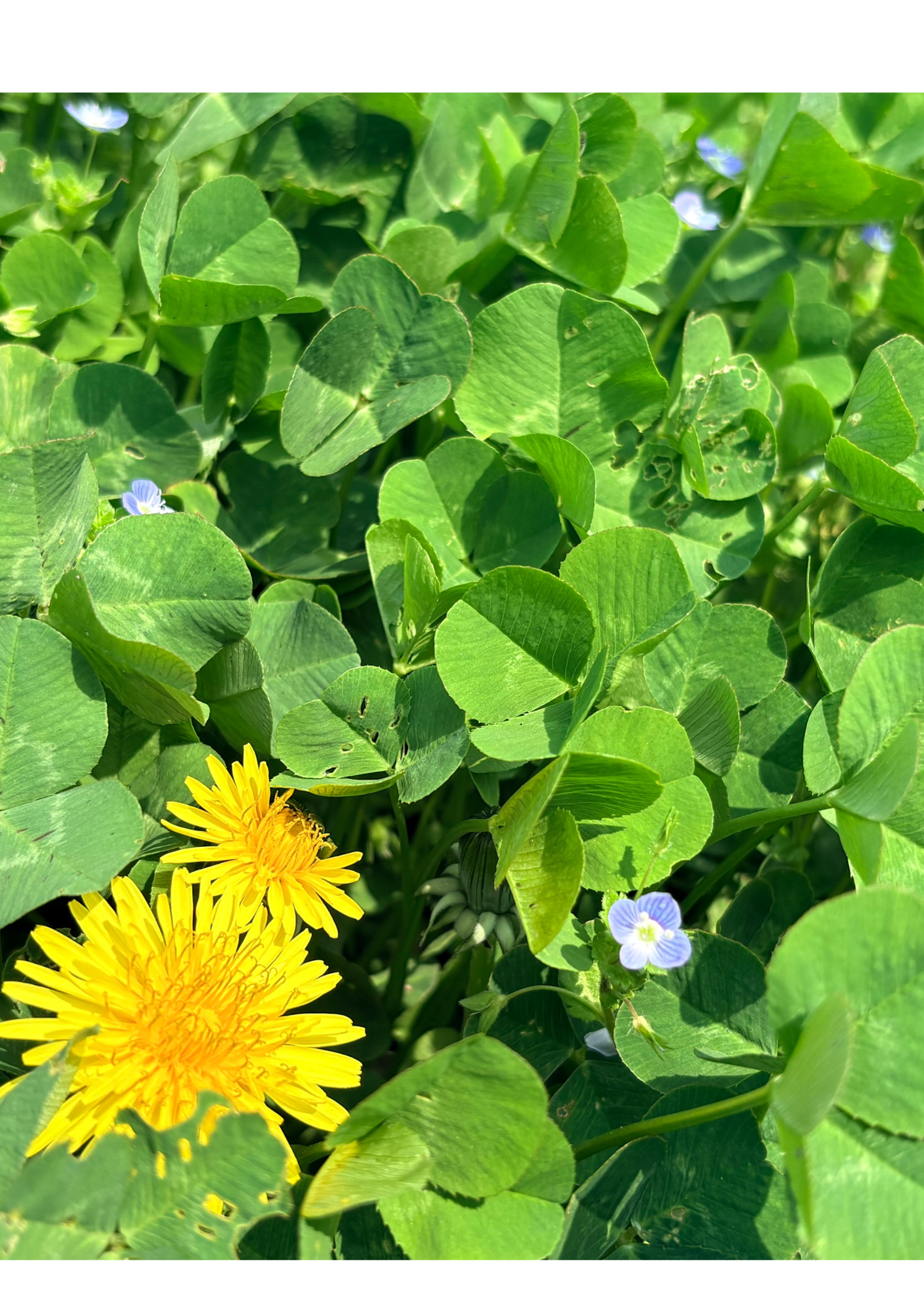 春のデトックス習慣。はちみつ×レモンで体の中からスッキリ