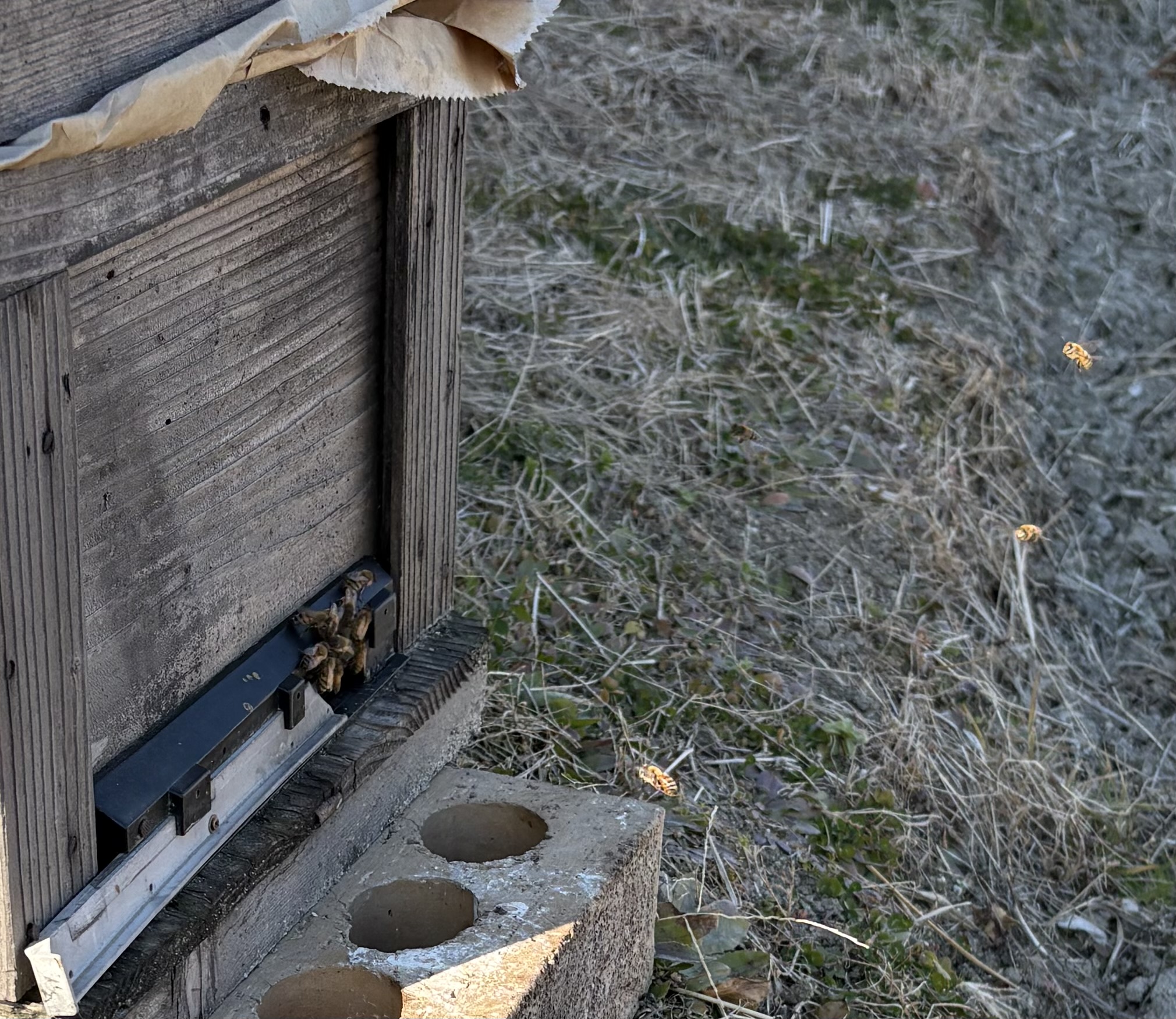 ２月温かい日　みつばちがでています