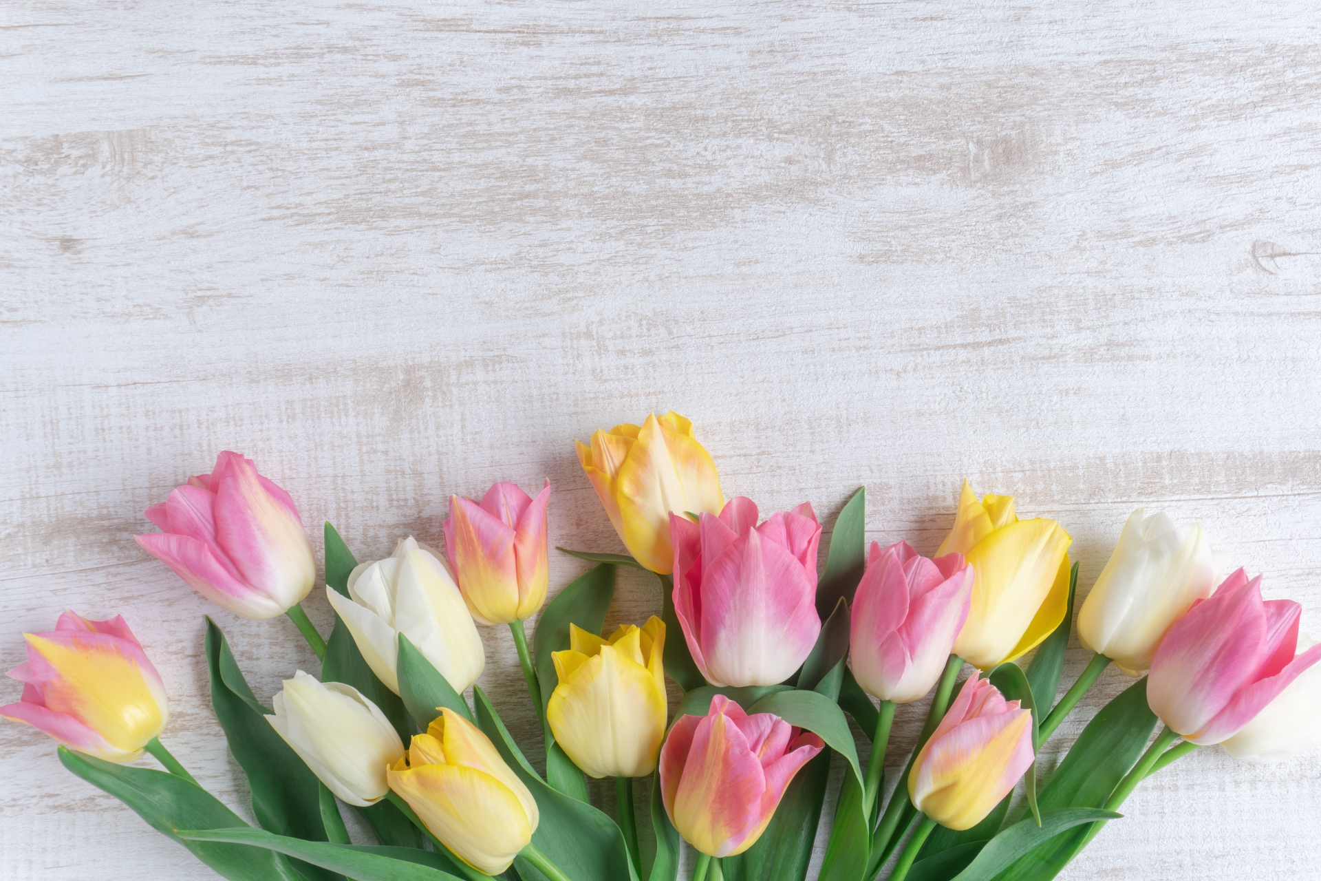 チューリップの花言葉とは?色別の意味やプレゼントにおすすめの理由を解説