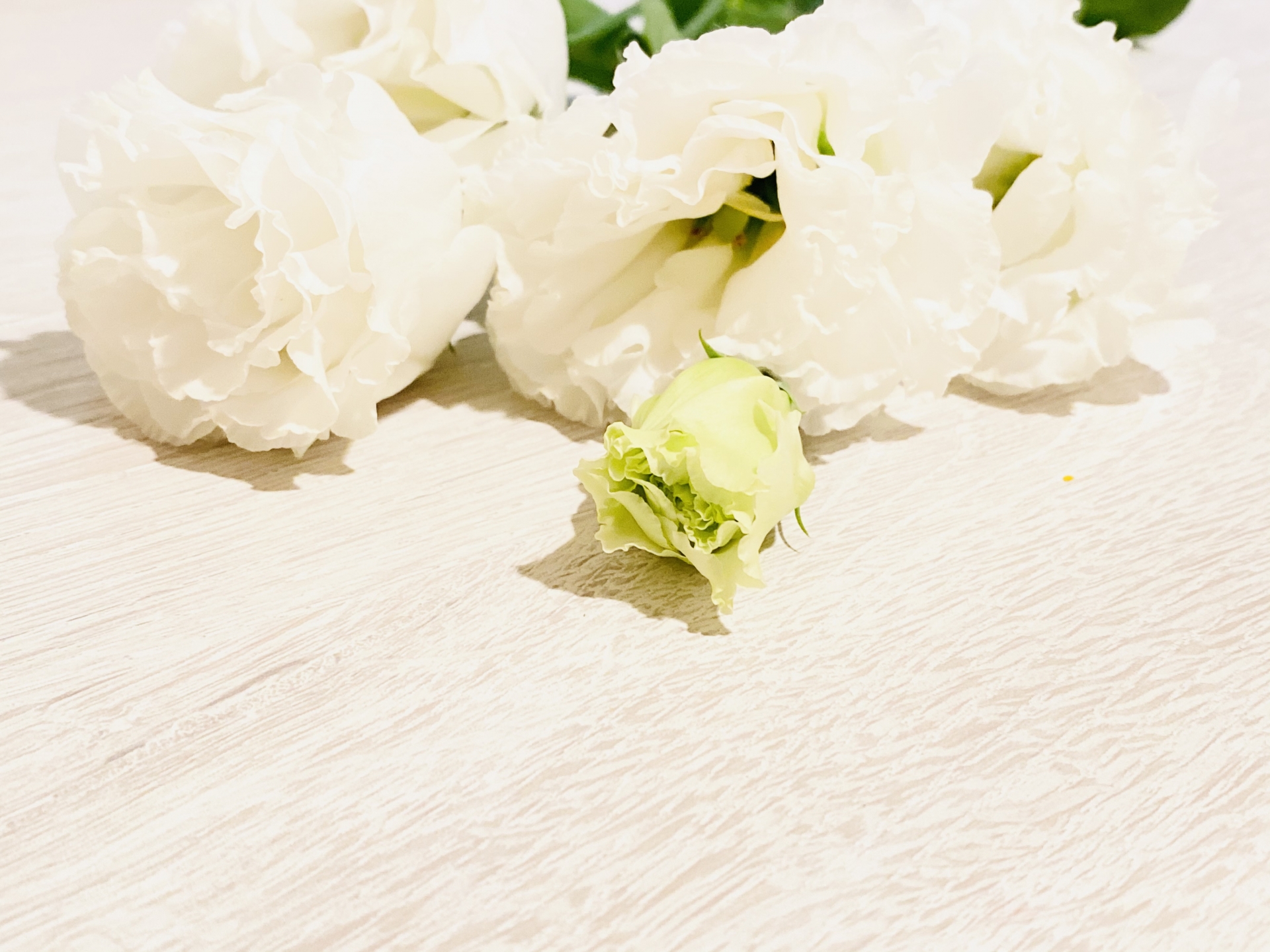 トルコキキョウの花言葉とは?色別の意味や由来、贈り物におすすめのシーンを解説