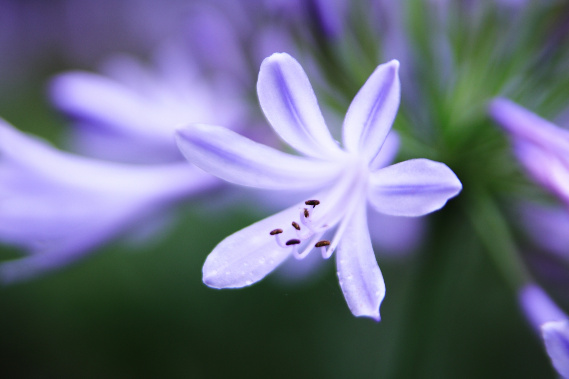 アガパンサスの花言葉とは?意味や由来、プレゼントにおすすめのシーンを解説
