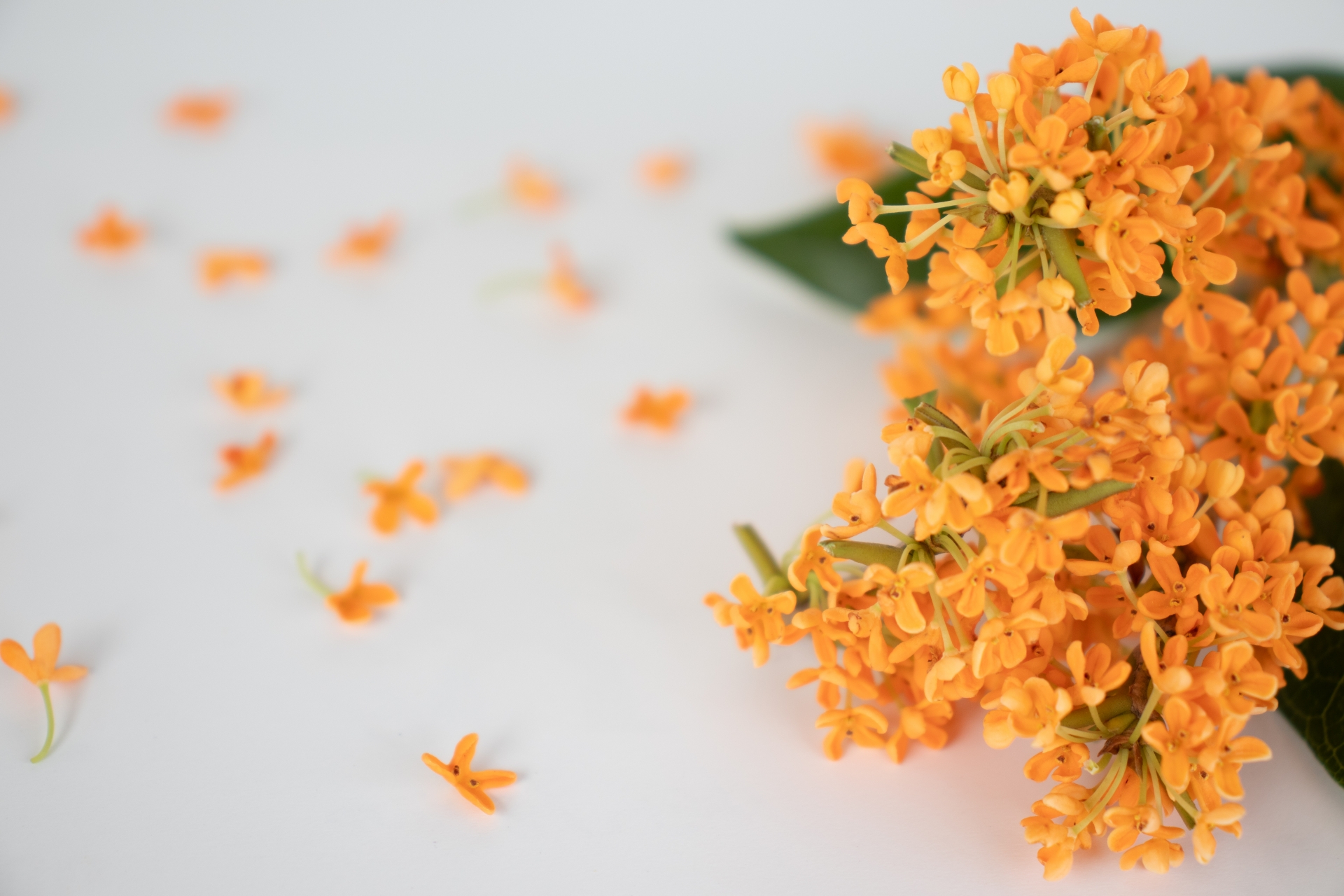 キンモクセイの花言葉とは?香りの由来や意味、プレゼントにおすすめの理由を解説