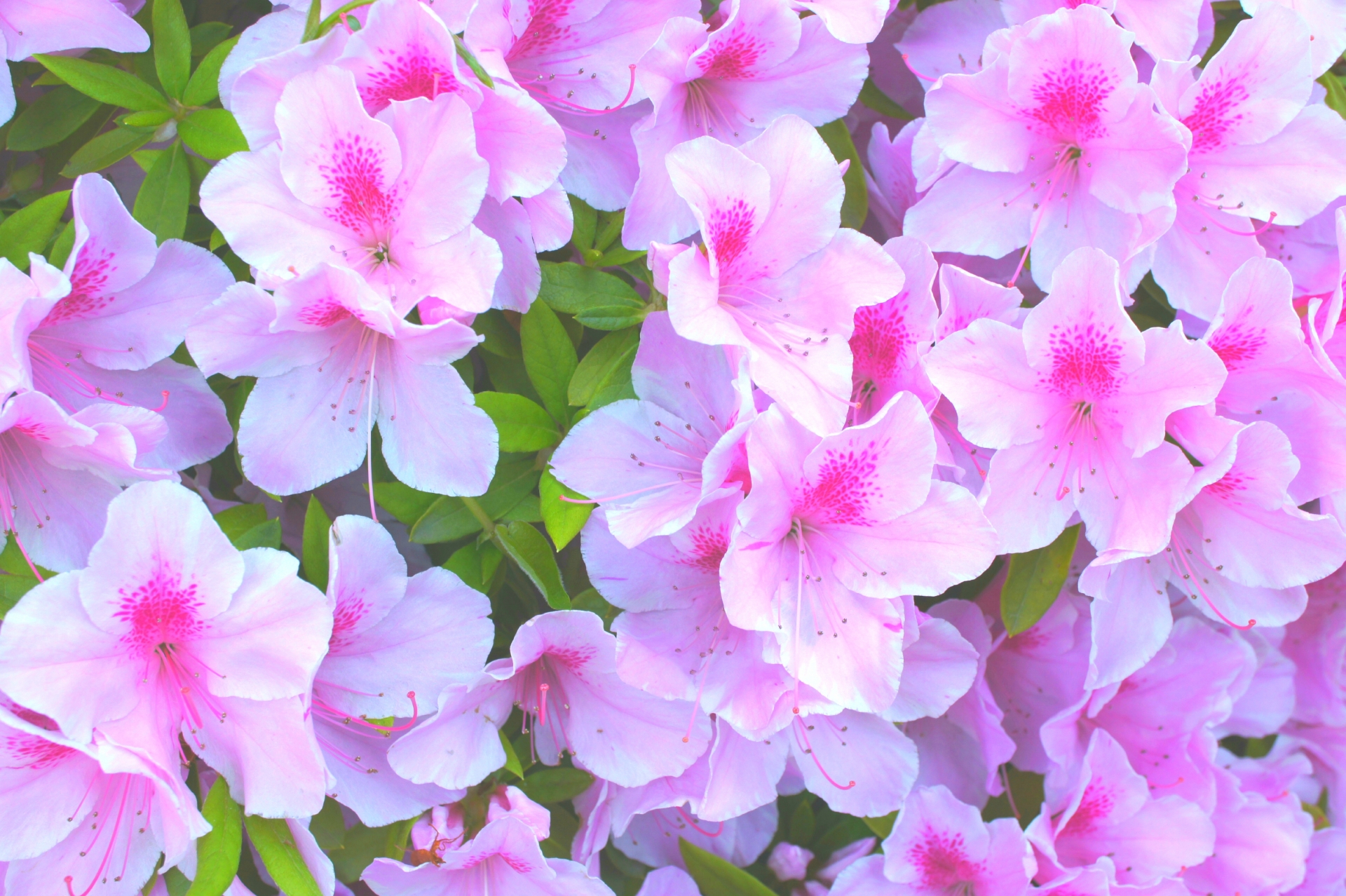 ツツジの花言葉一覧|色別の意味と贈り物におすすめのシーン