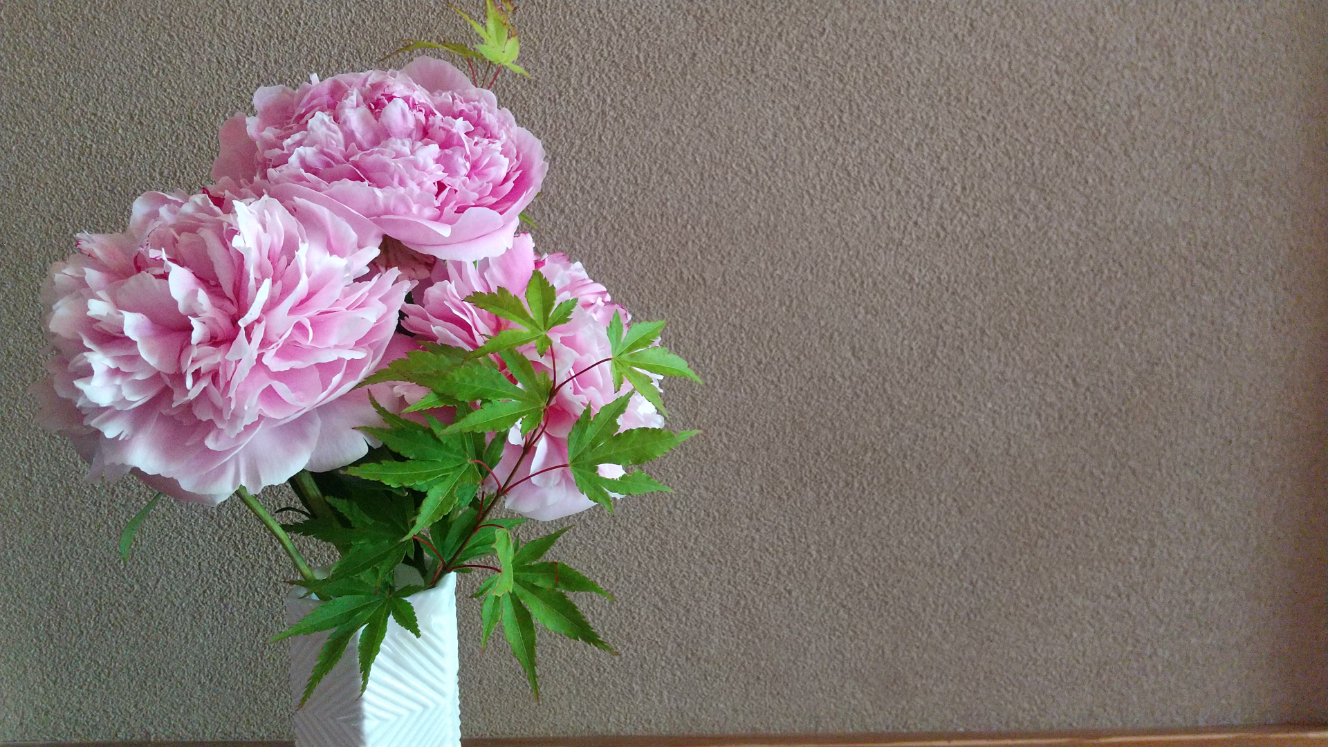 シャクヤク（芍薬）の花言葉とは？色別の意味やプレゼントにおすすめの理由を徹底解説
