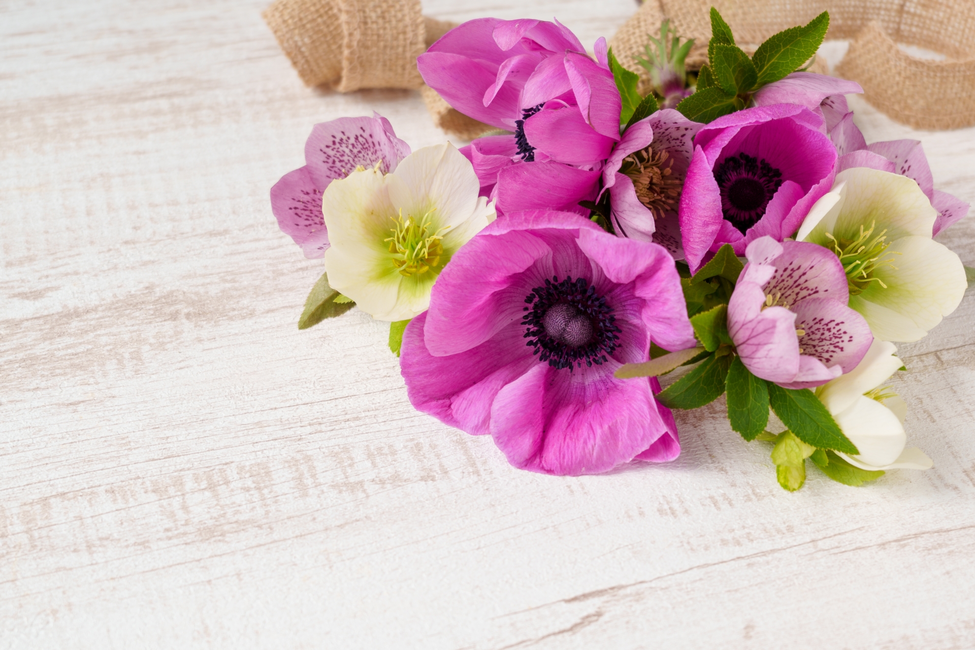 アネモネの花言葉とは?色別の意味やプレゼントにおすすめの理由を解説