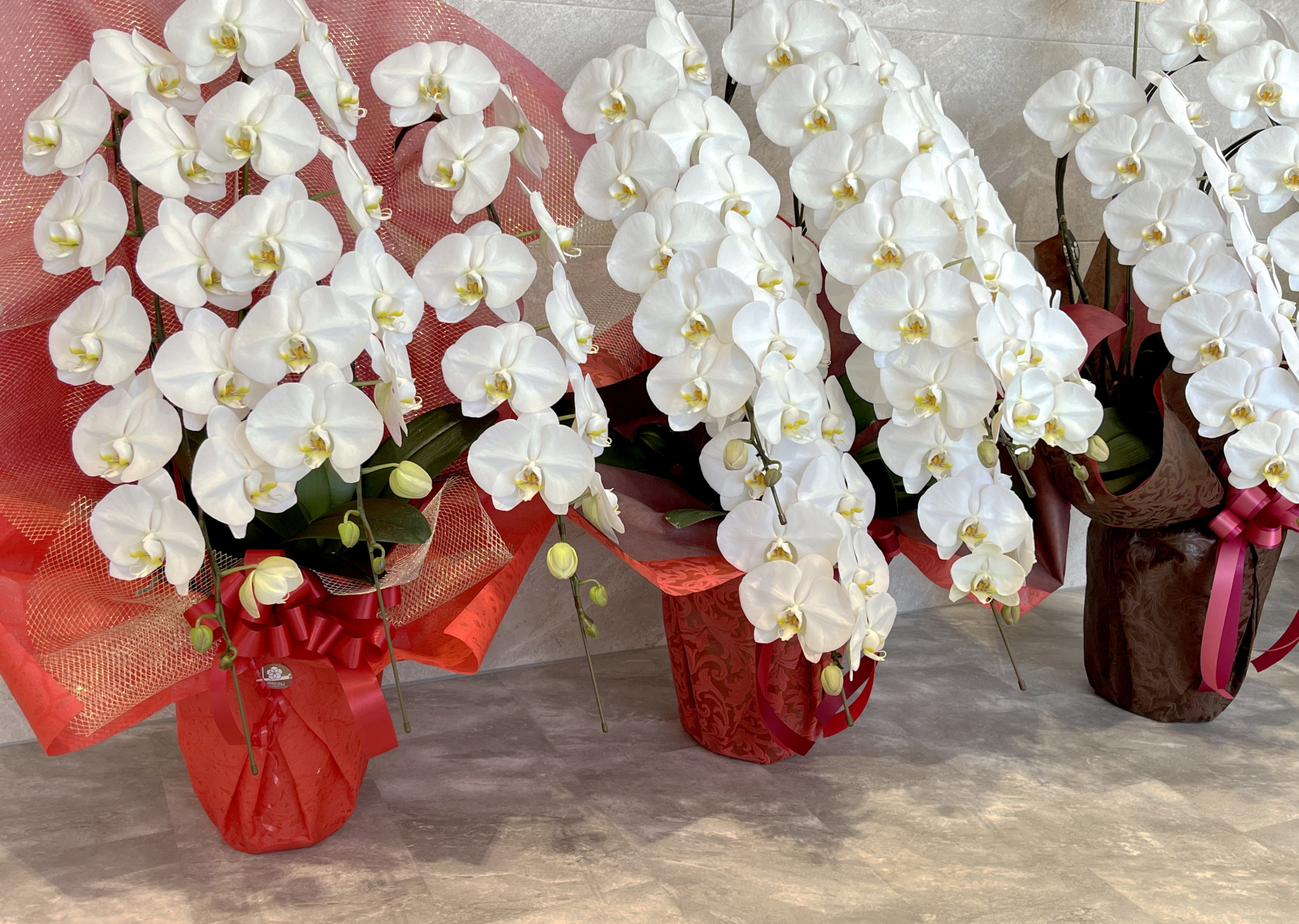 白い花の花言葉一覧|純粋・感謝・希望を伝えるおすすめの花
