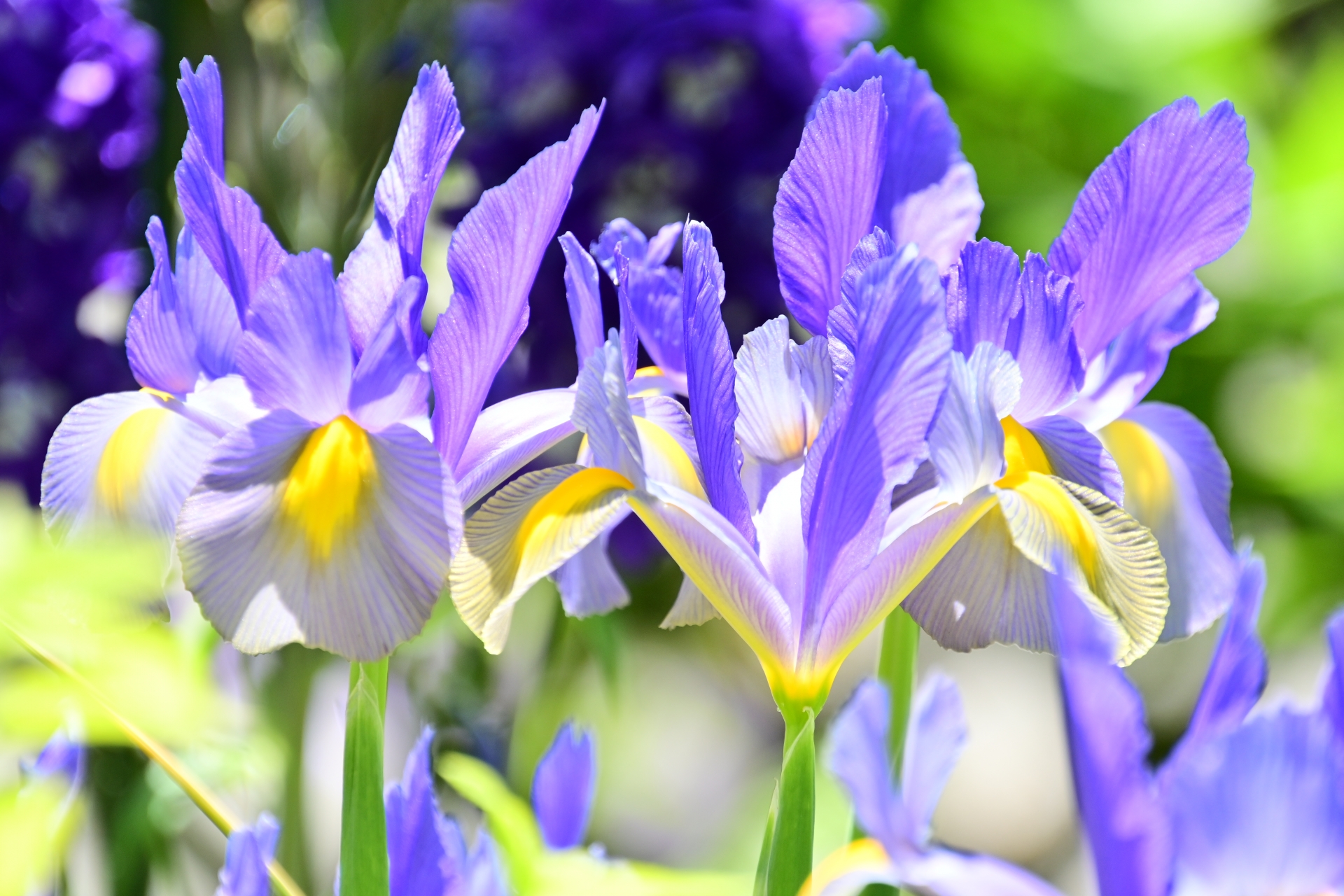 アイリスの花言葉とは？色別の意味や由来、プレゼントにおすすめの理由を徹底解説