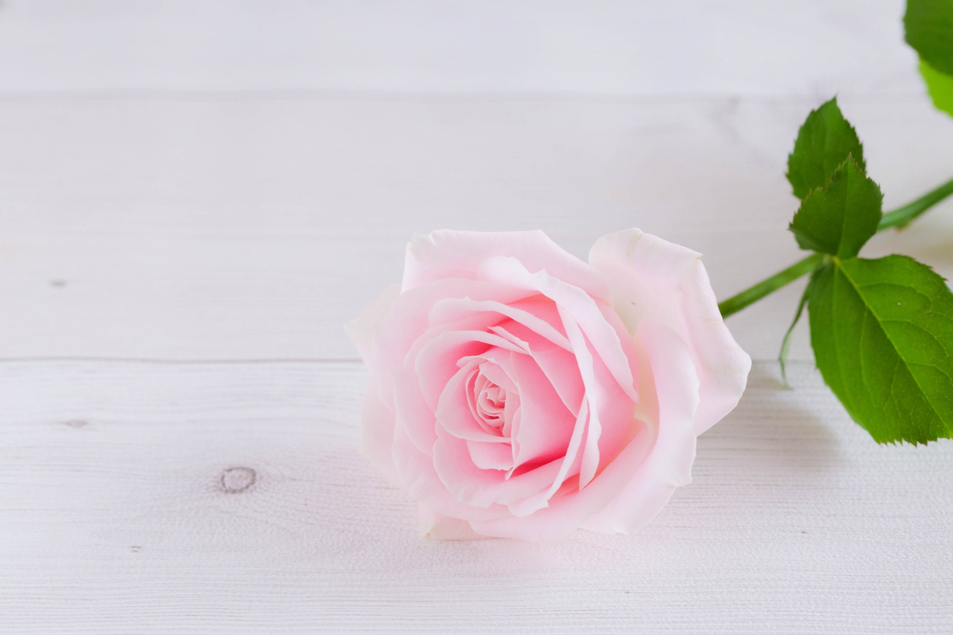 退職祝いに贈る花言葉|感謝と新たな門出を祝うおすすめの花を紹介