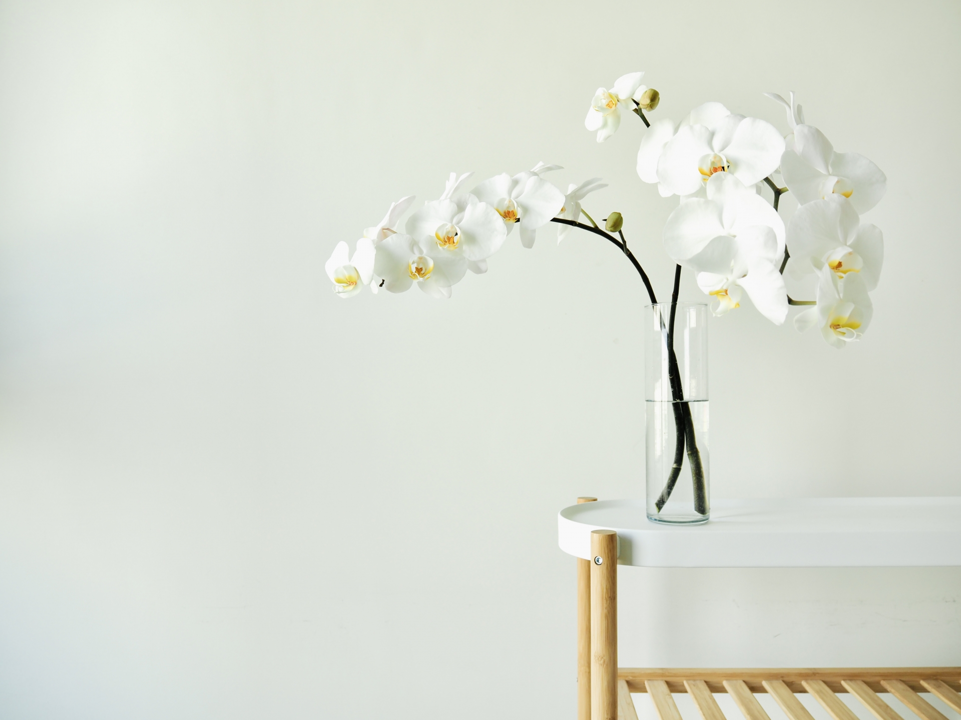 蝶蘭の花言葉とは？開店祝いに人気の理由｜色別の意味や贈るマナーを徹底解説