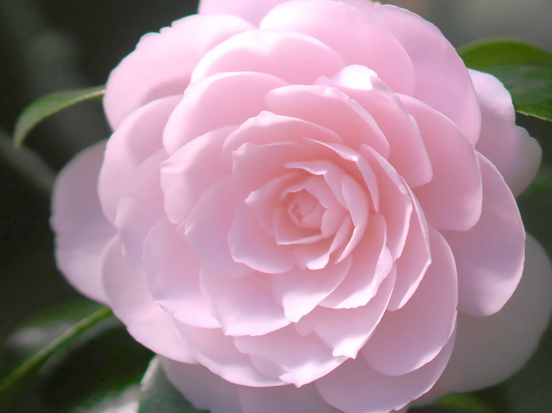 ツバキの花言葉一覧|色別の意味と贈り物におすすめのシーン