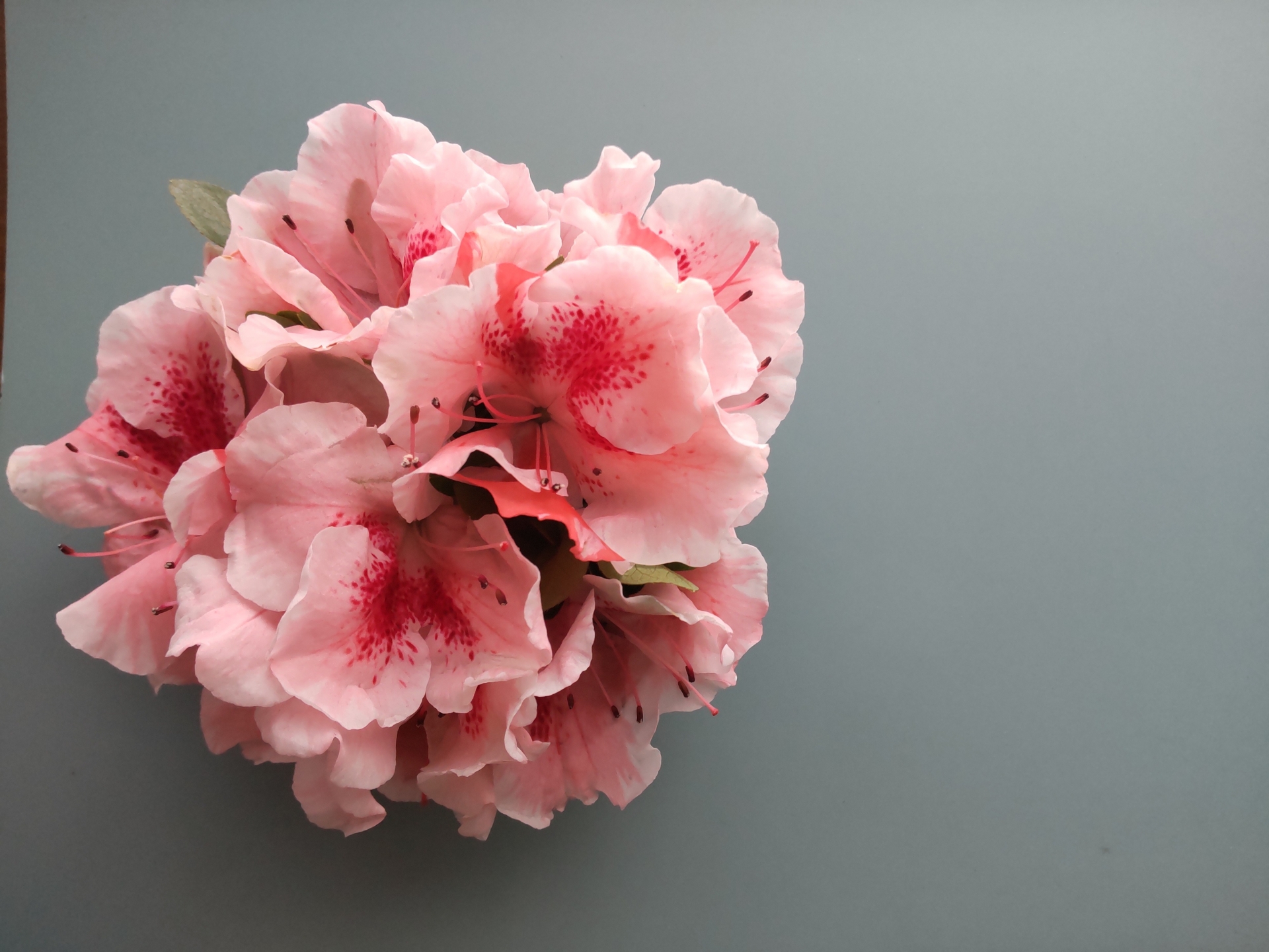 アザレアの花言葉とは?色別の意味やプレゼントにおすすめの理由を解説