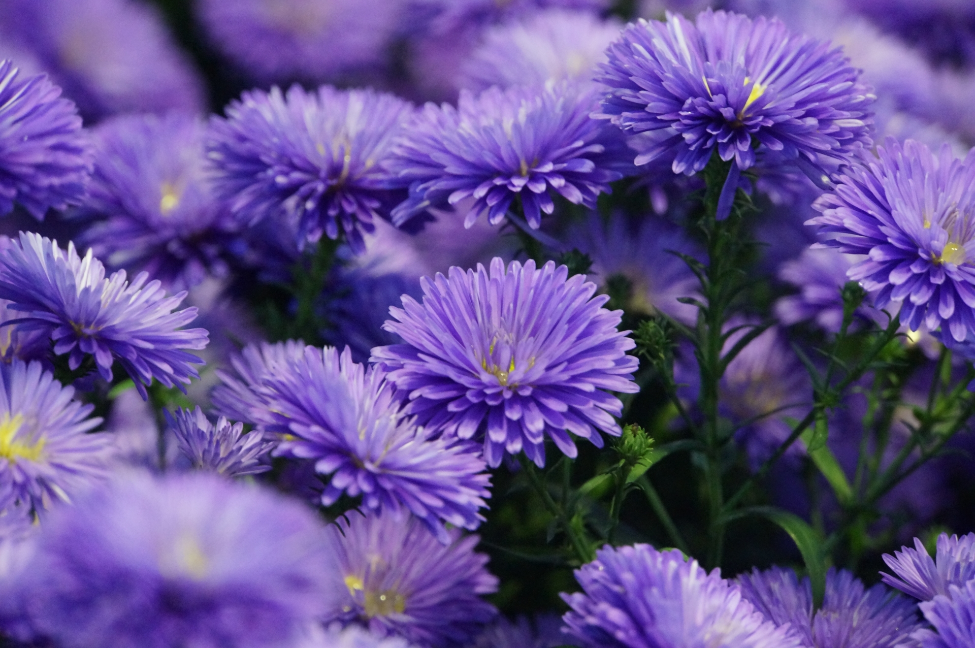 アスターの花言葉とは?色別の意味や由来、贈り物におすすめのシーンを解説