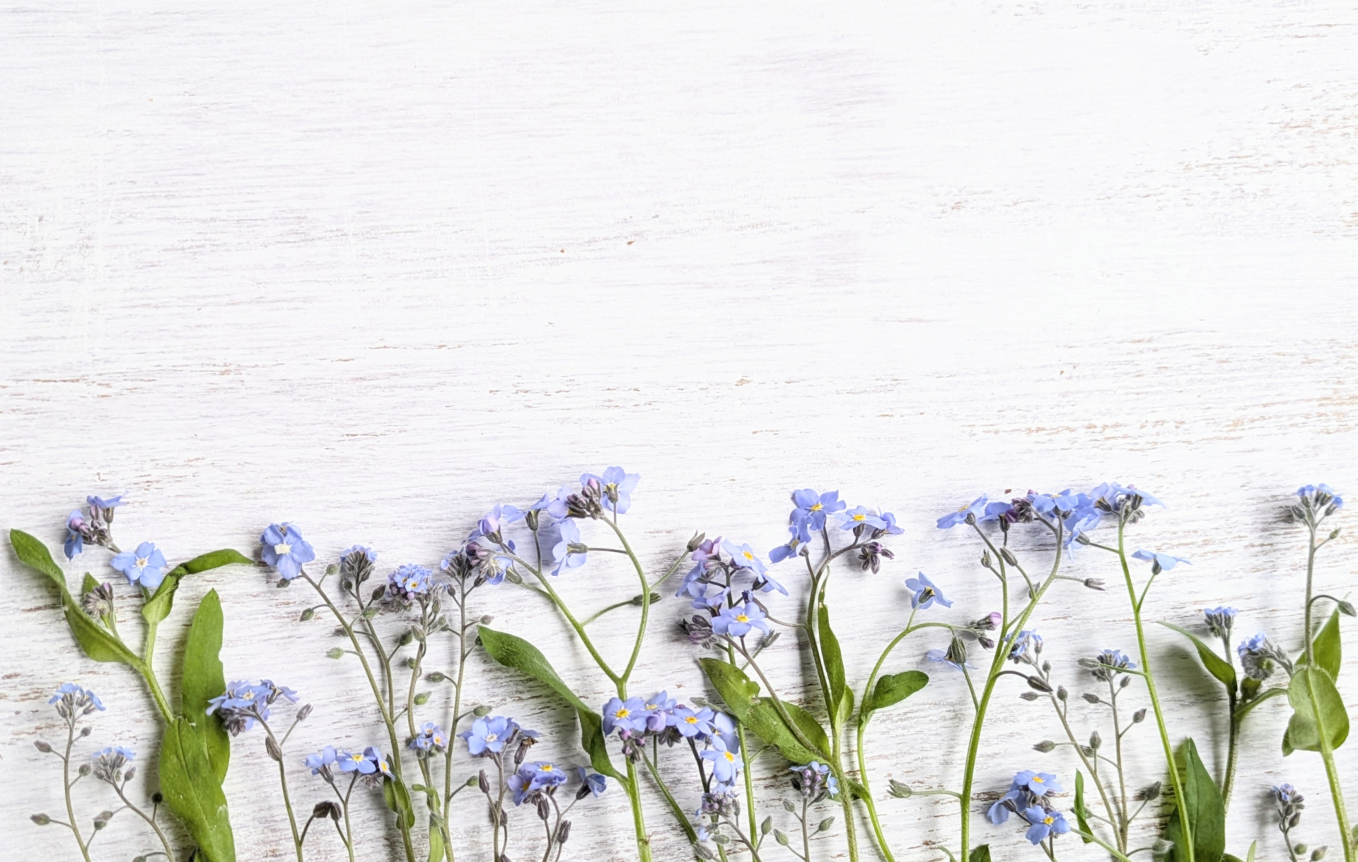 ワスレナグサの花言葉とは?色別の意味や由来、贈り物におすすめのシーンを解説