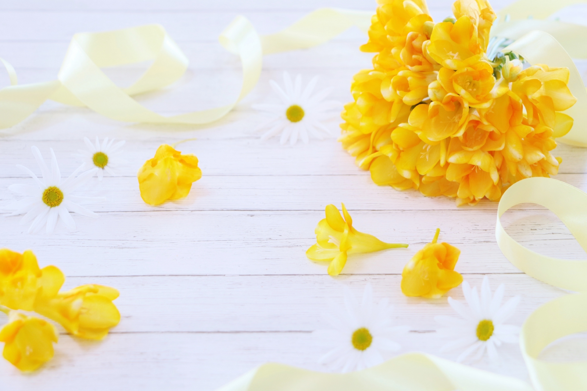 フリージアの花言葉とは?色別の意味や贈り物におすすめの理由を解説