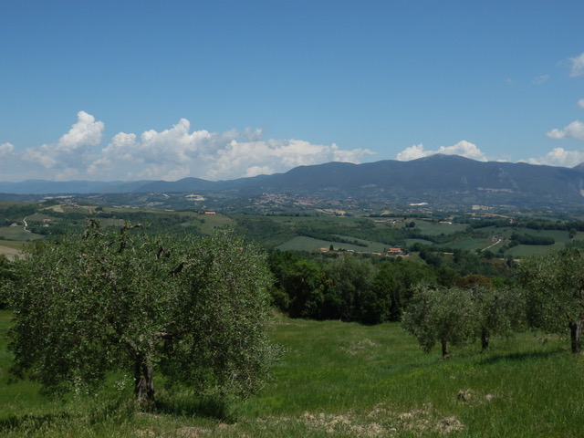 イタリア、ウンブリアの初夏の風景です。今年のオリーブは天候の不順でまだ蕾。もうすぐ一斉に花開きます！
