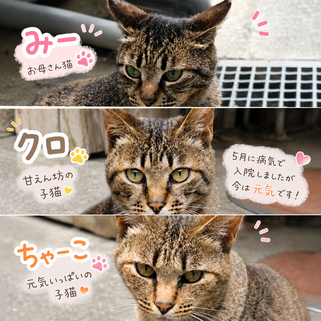🐾佐世保バーガーミュージアムで暮らす地域猫たち🐾