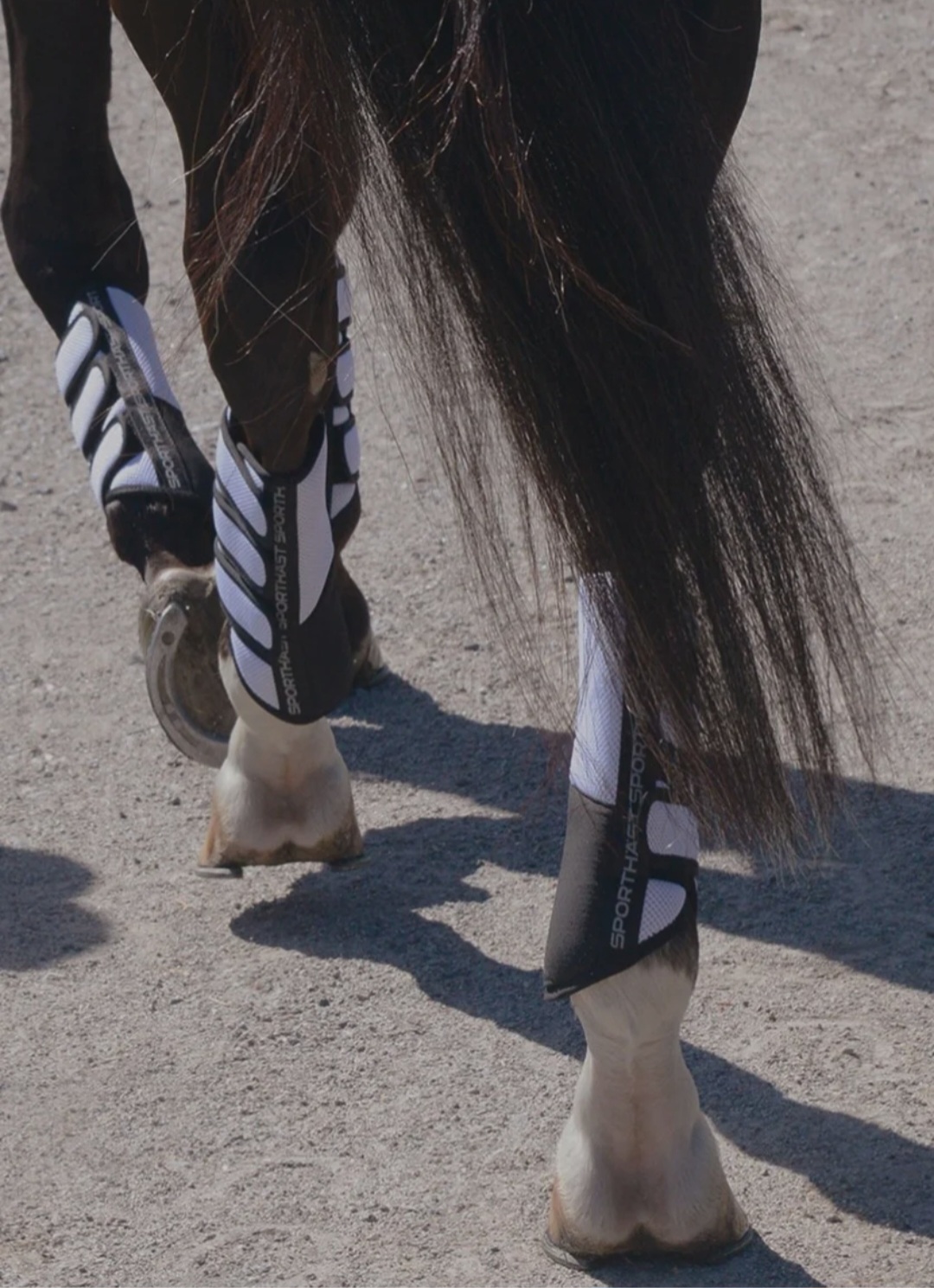 Sporthästのご紹介🇸🇪🐴