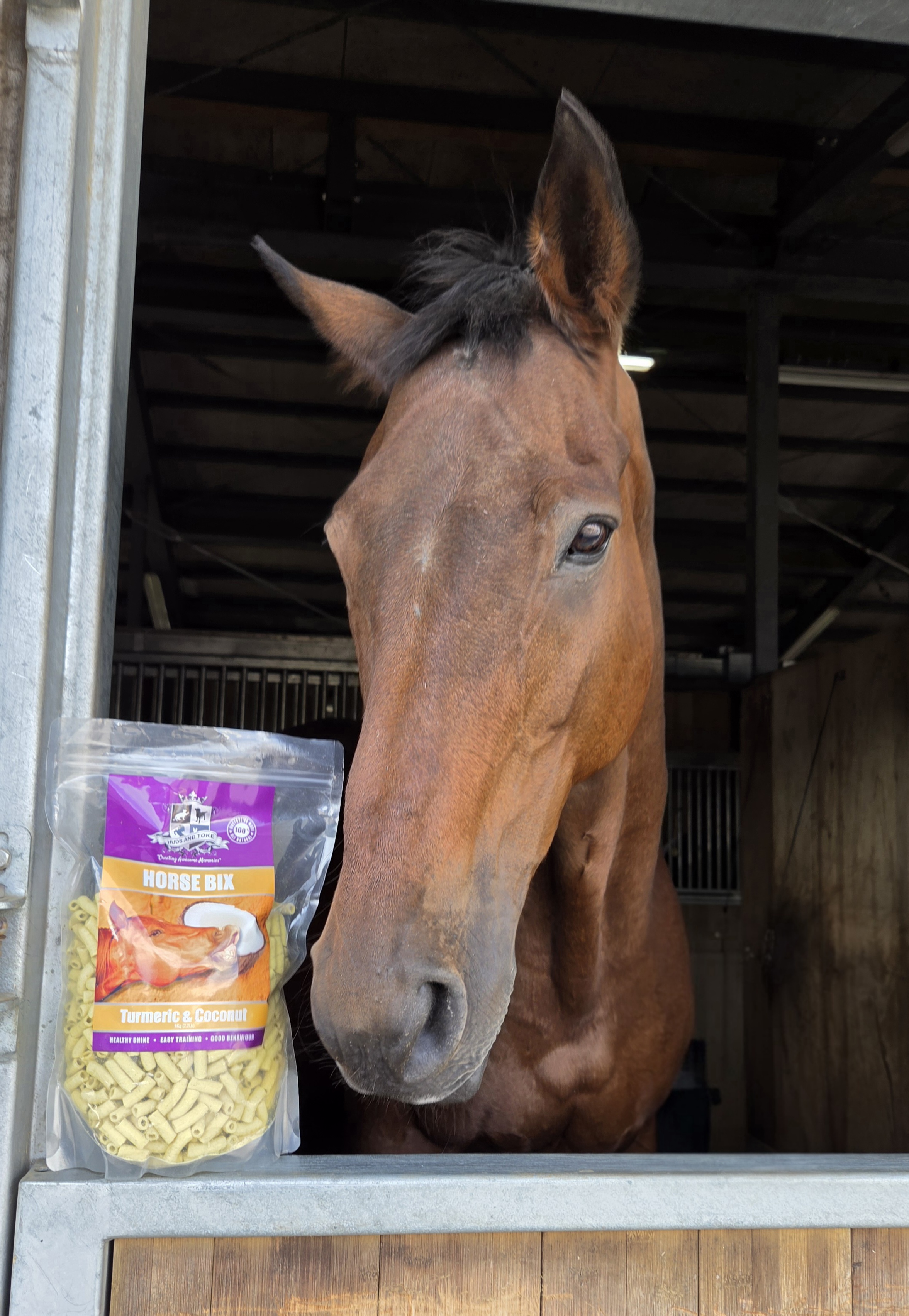 Horse Bix