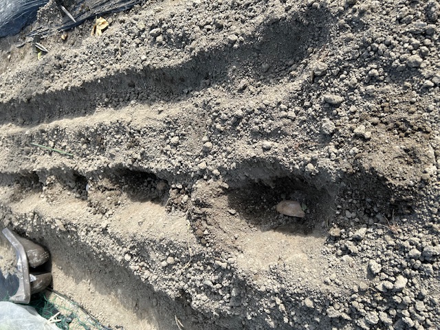 暖かくなってきたので、ジャガイモを植えました