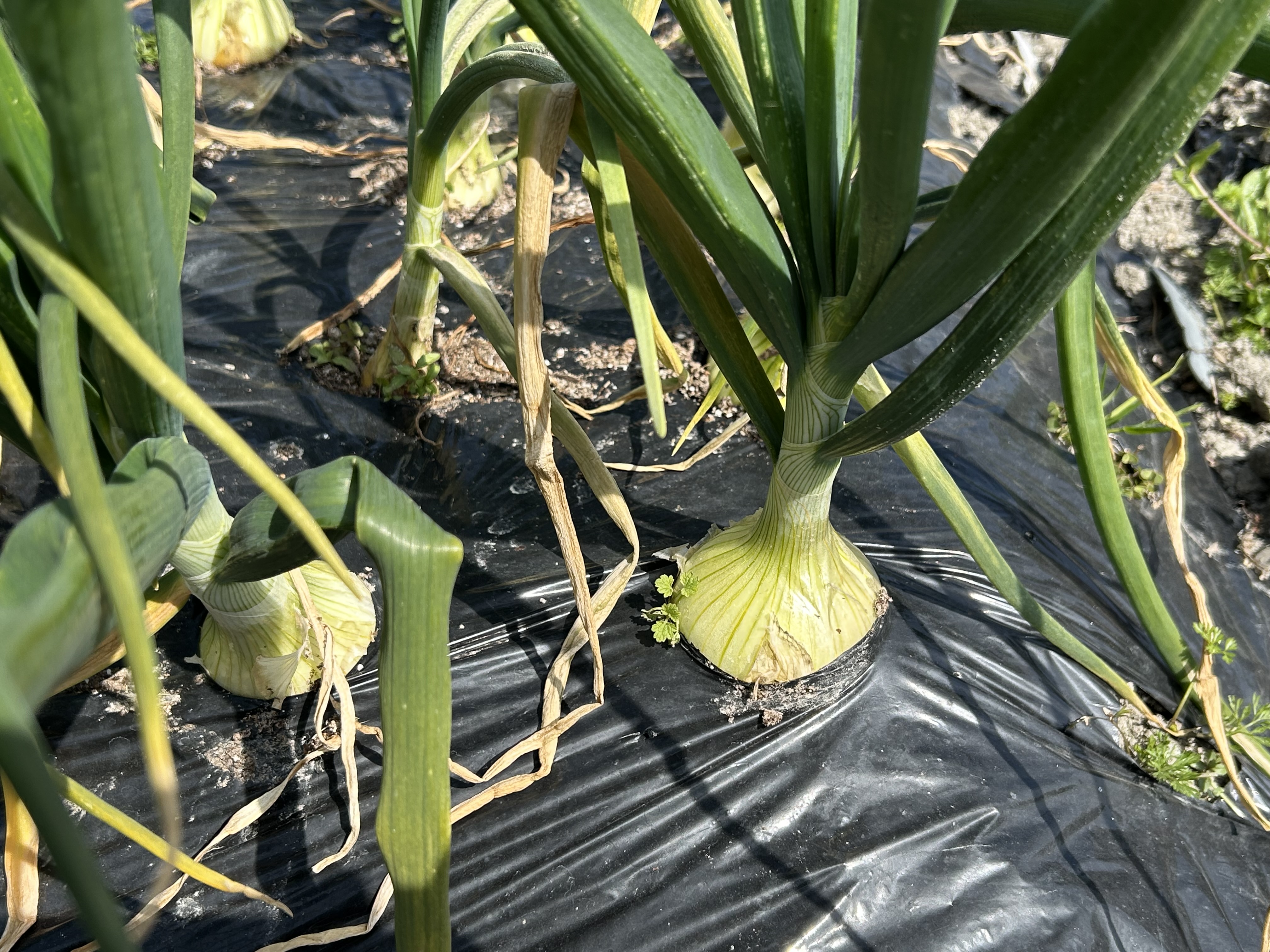 【姫路の畑日記】玉ねぎが成長・じゃがいも発芽・そら豆開花｜畑仕事の休憩に健康茶秘宝