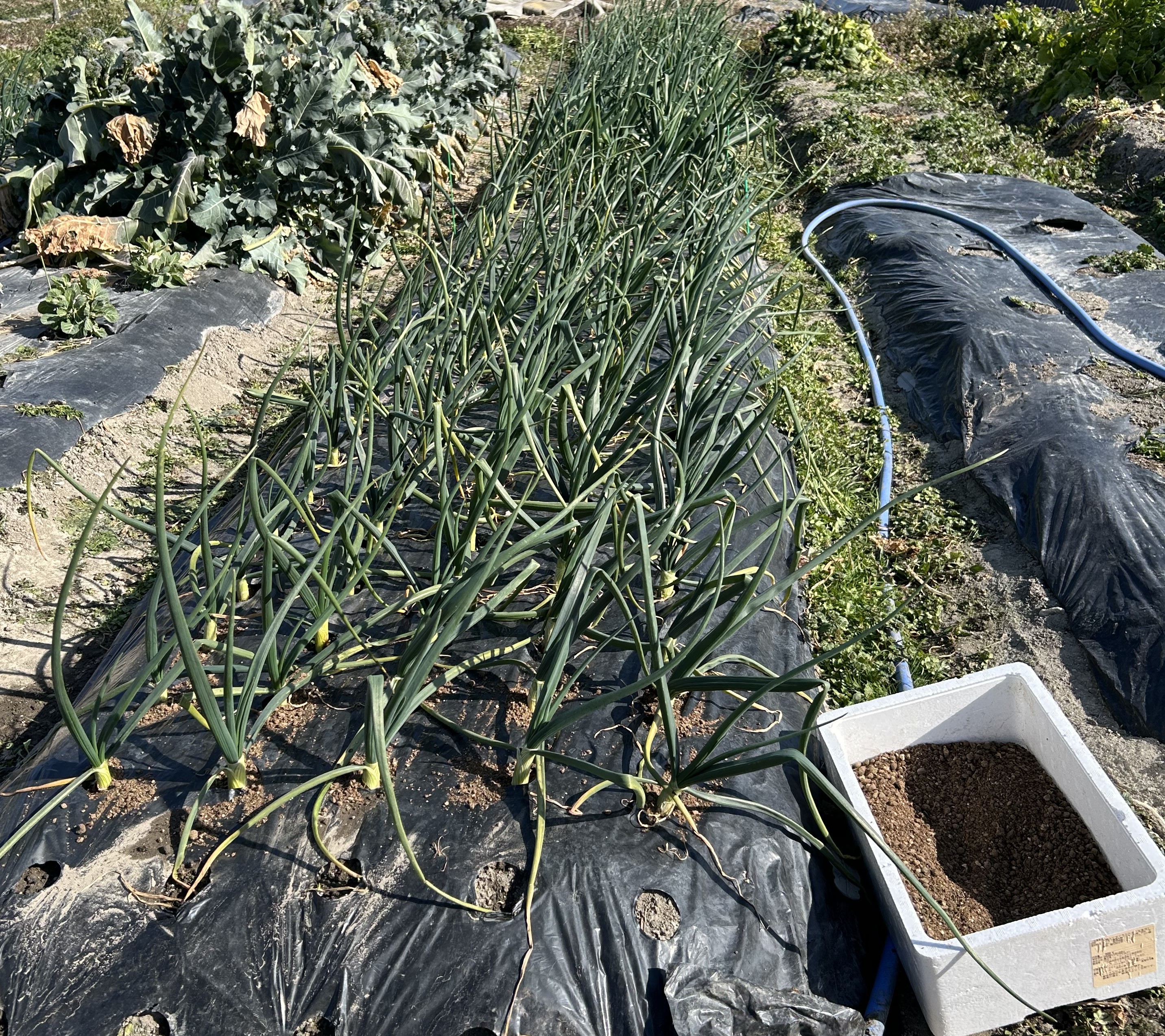 畑仕事の休憩に「健康茶秘宝」でほっと一息｜玉ねぎの追肥作業