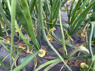 3月6日今日の農作業