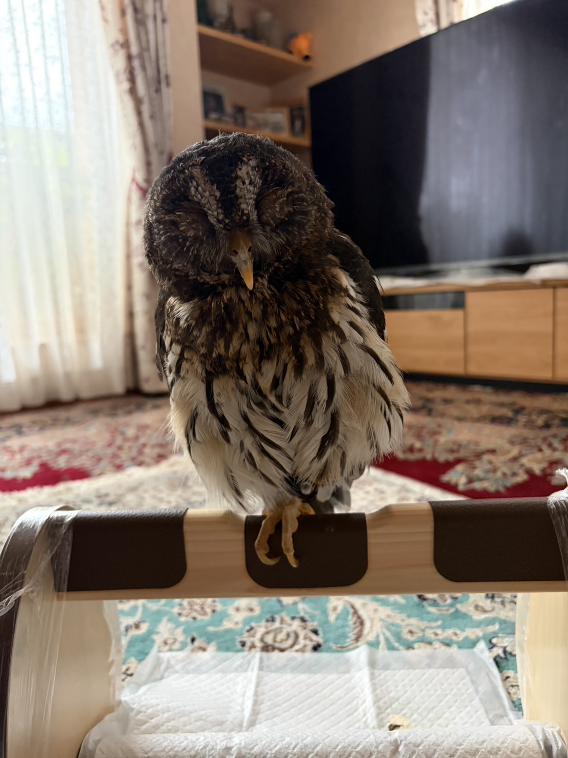 「あしたまご」とフクロウの話