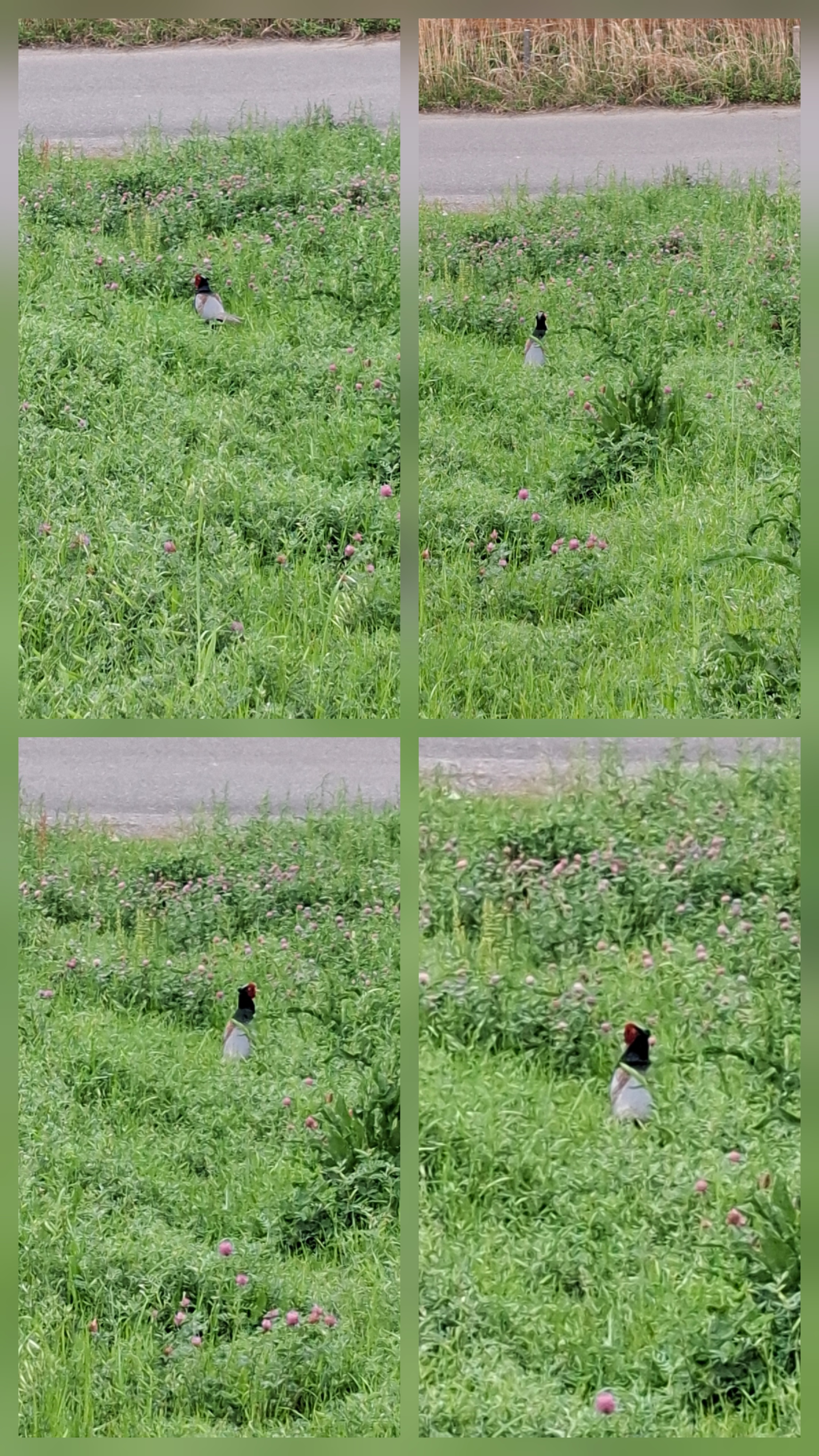 ボートコース沿い土手