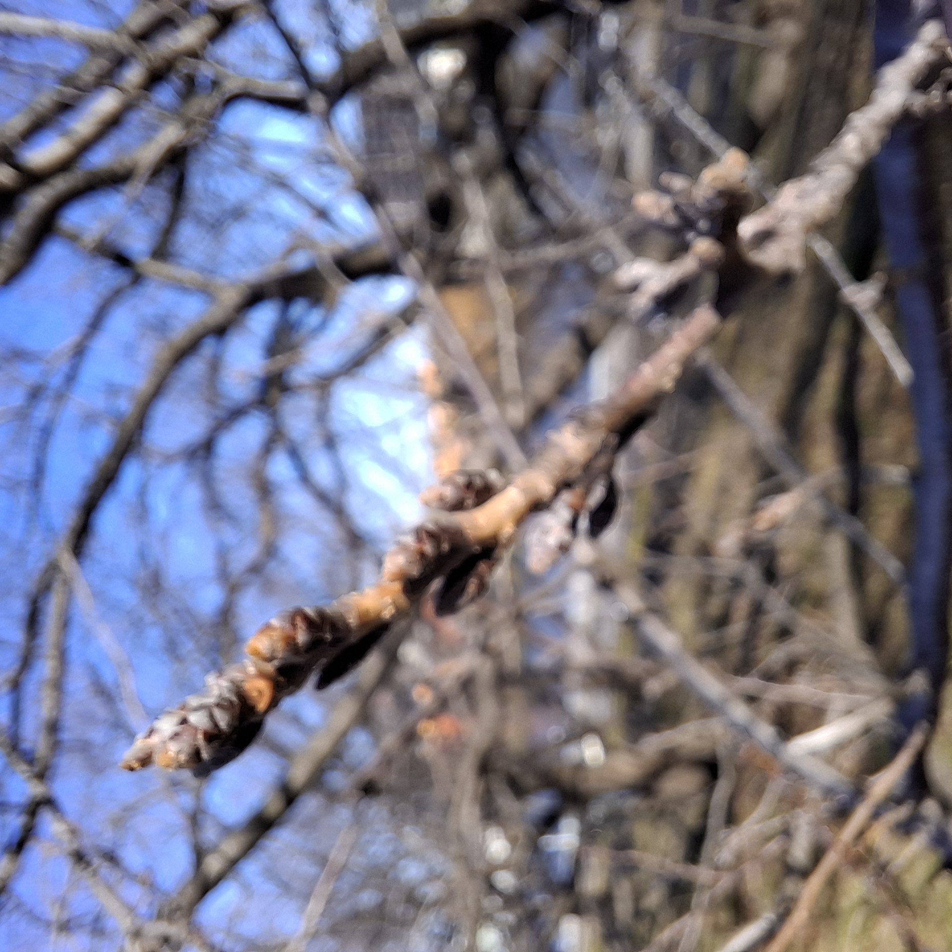 ボートコース沿い桜