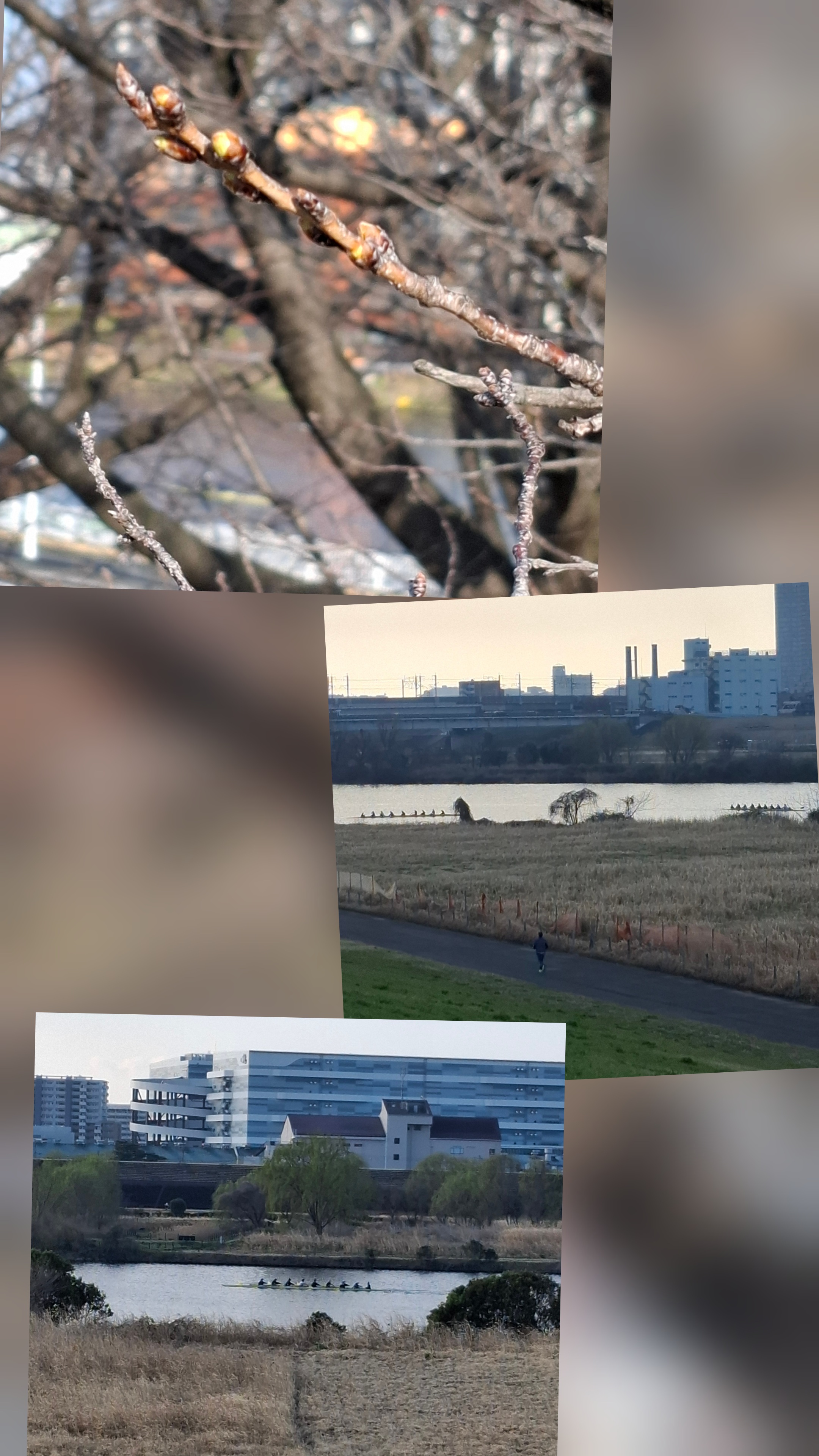 ボートコース、荒川