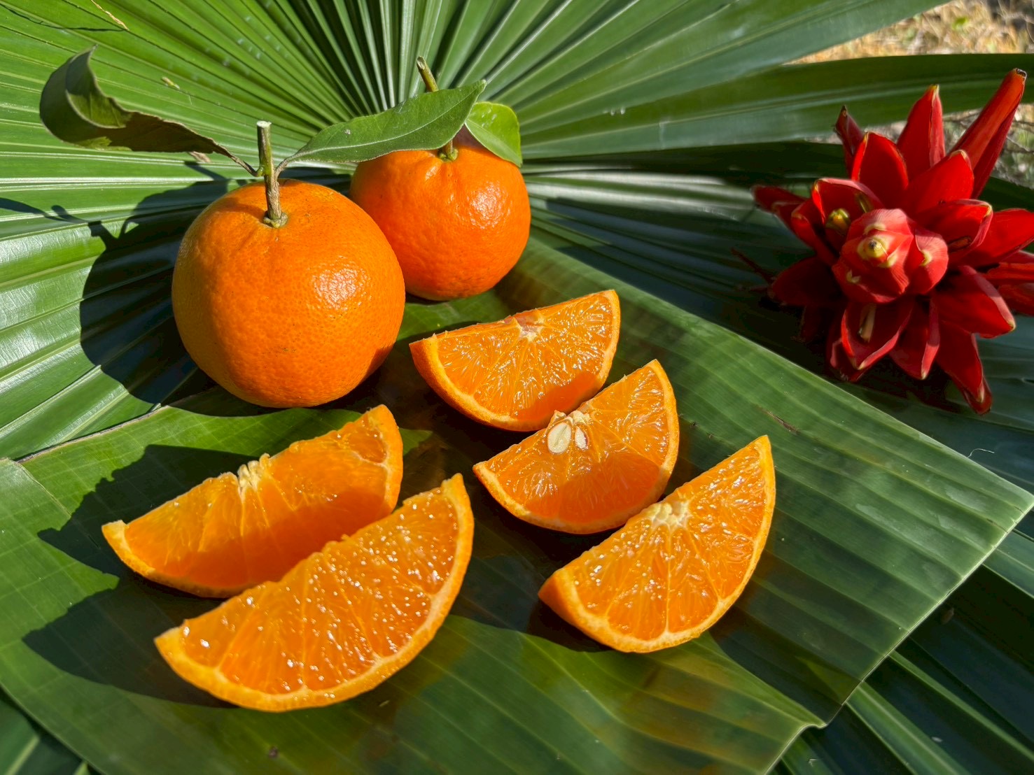 はじまりのご挨拶